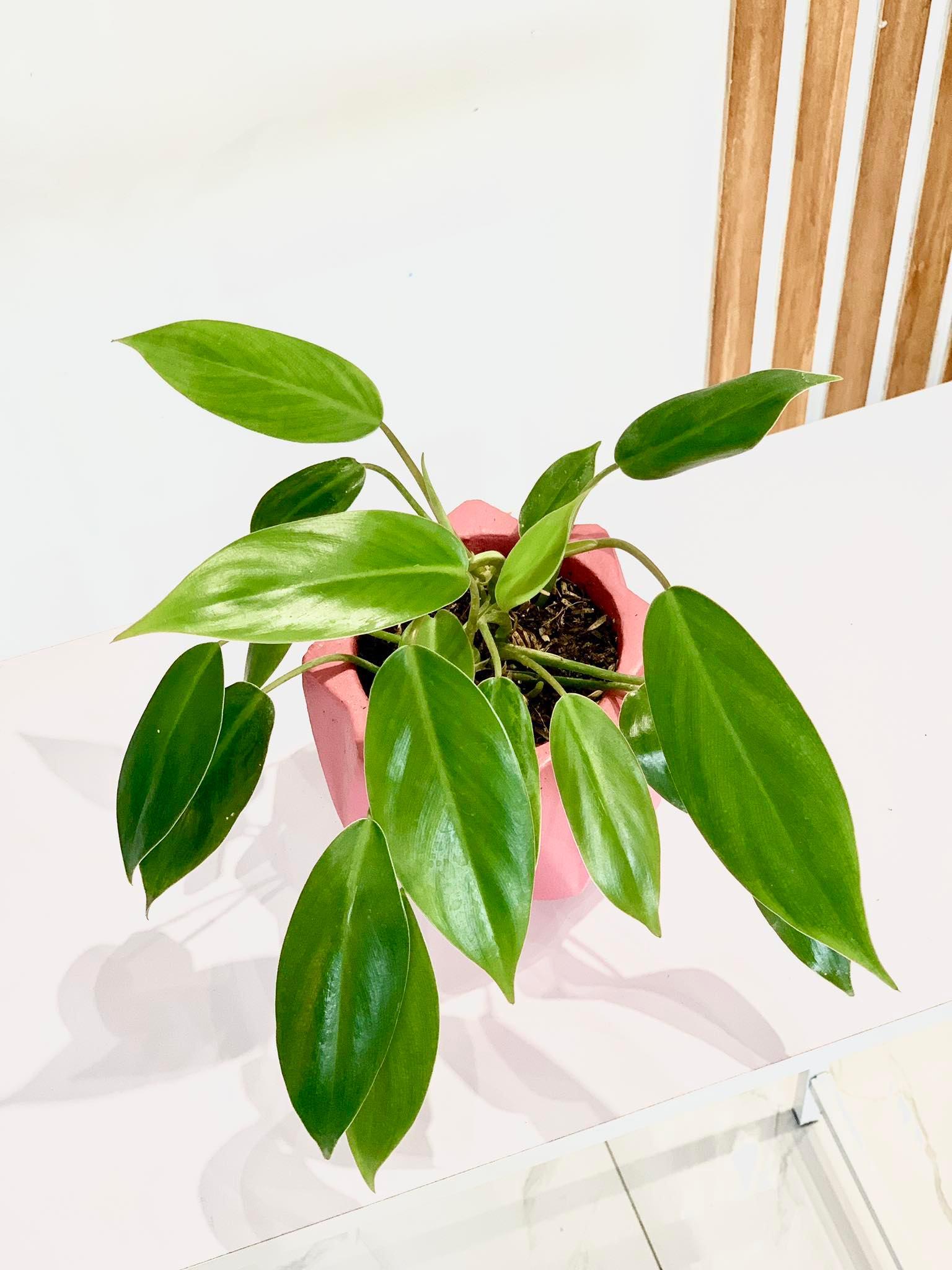 Philodendron "temptation"