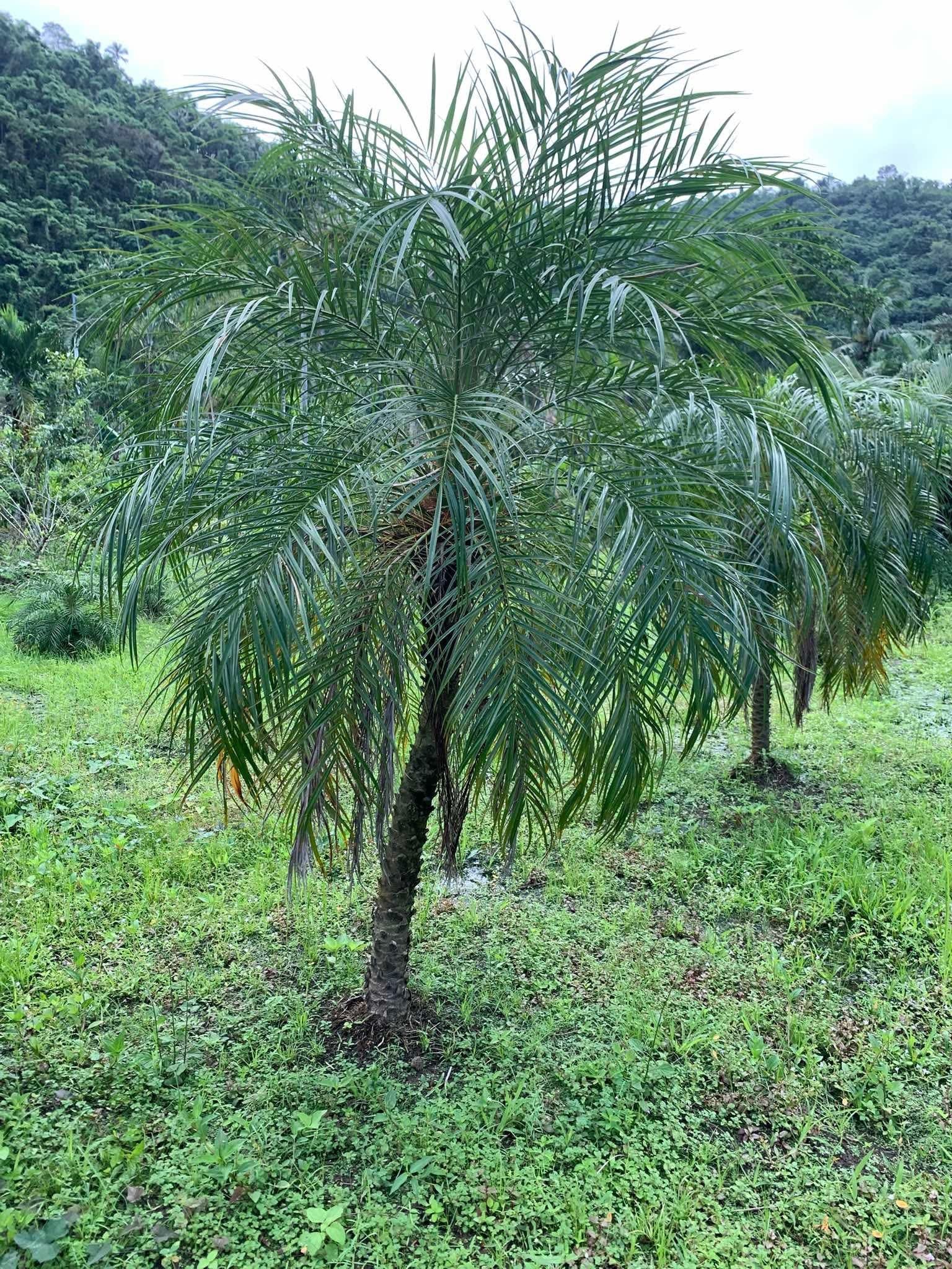 Phoenix Palm (Phoenix Roebelenii): The Dwarf Date Palm in the Philippines