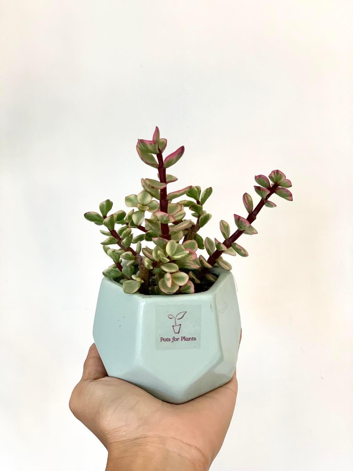 Pink Jadelet Succulent