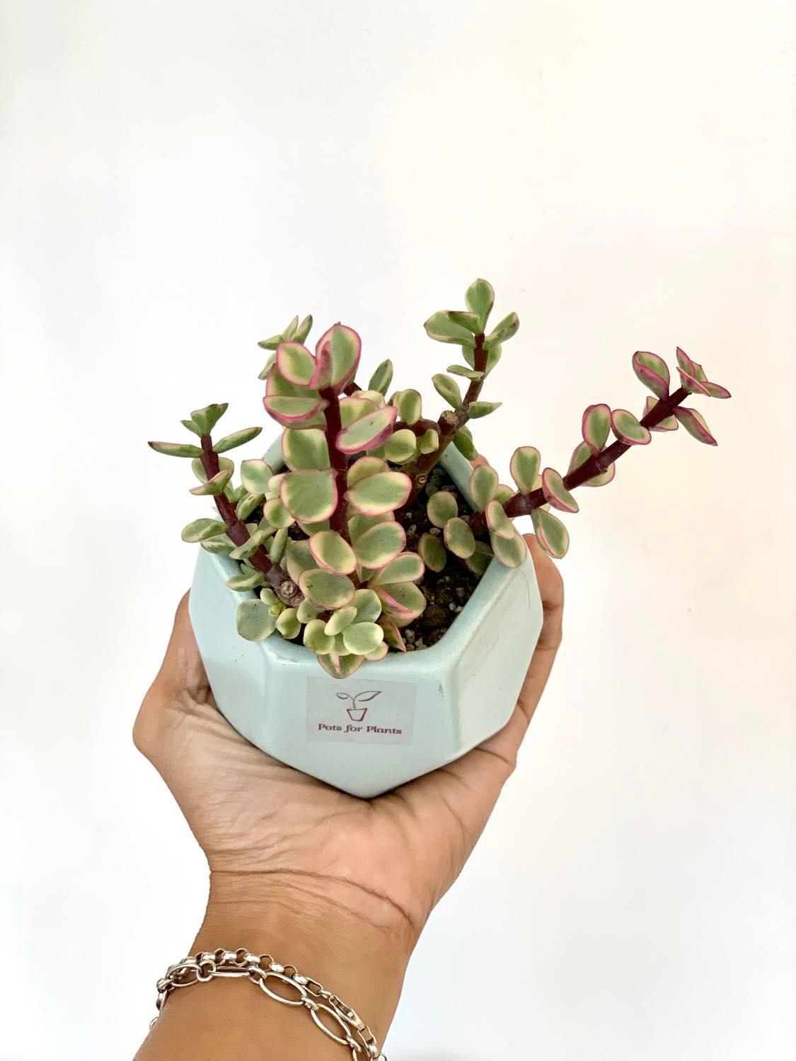 Pink Jadelet Succulent