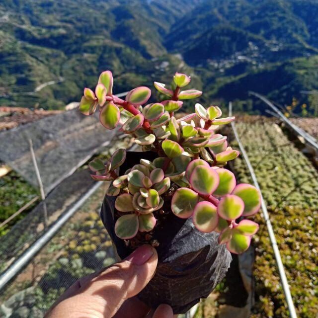 Pink Jadelet Succulent