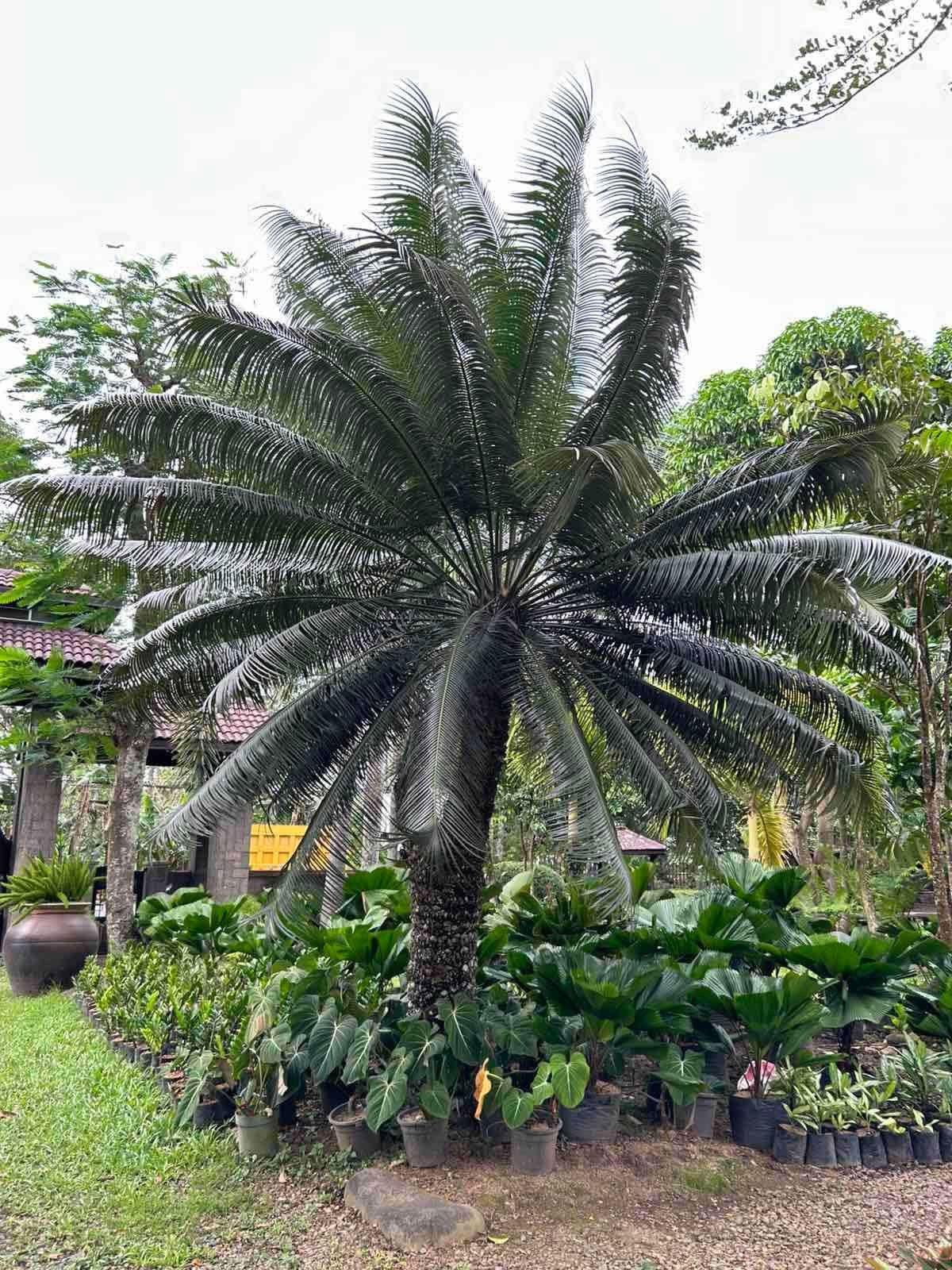 Pitogo Palm (Cycas riuminiana) - A Philippine Endemic Cycad