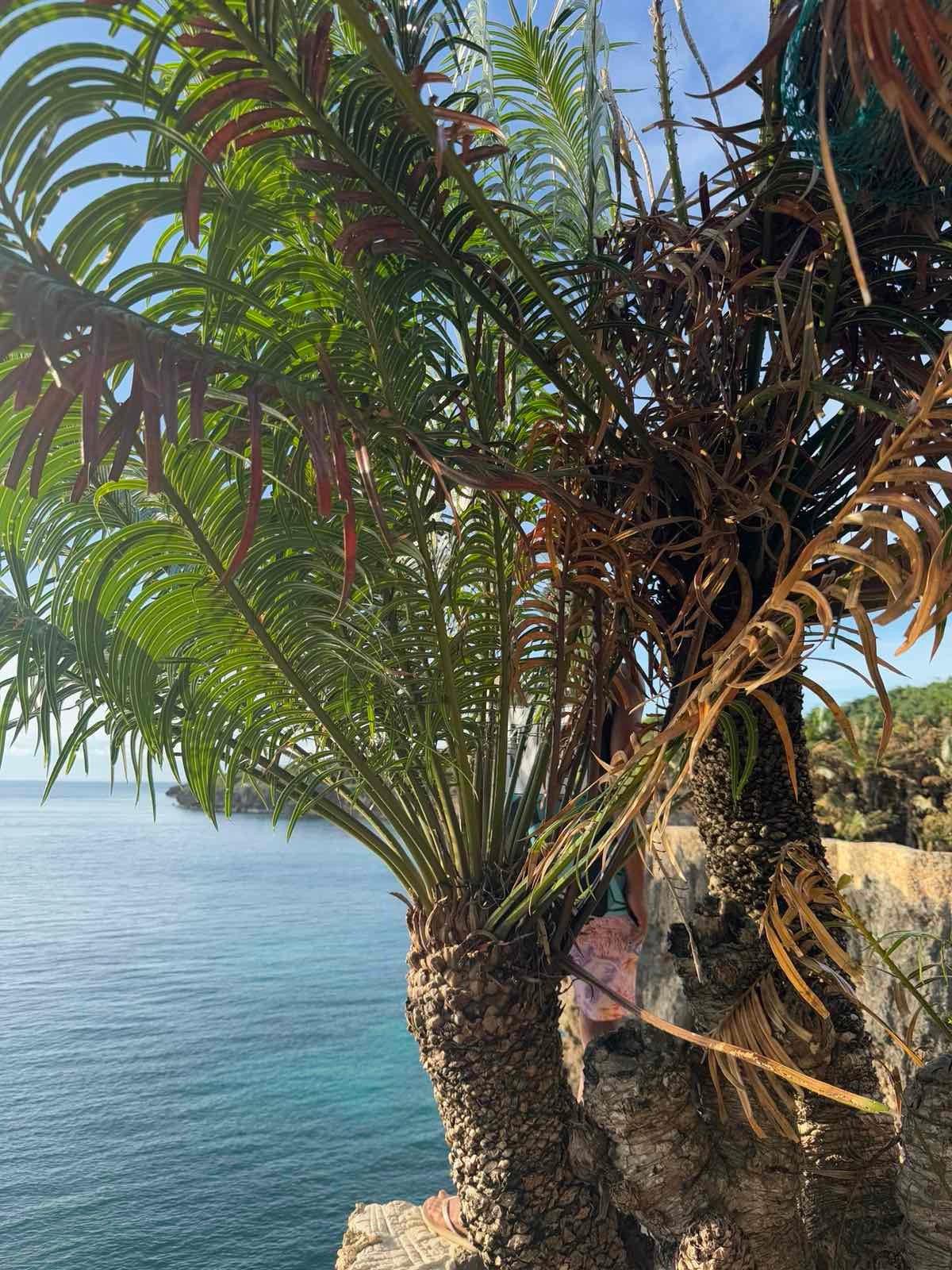 Pitogo Palm (Cycas riuminiana) - A Philippine Endemic Cycad