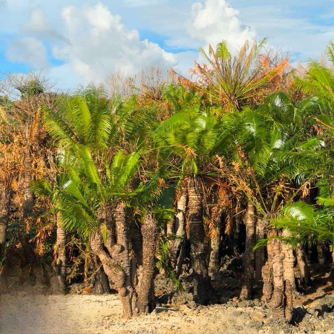 Pitogo Palm (Cycas riuminiana) - A Philippine Endemic Cycad