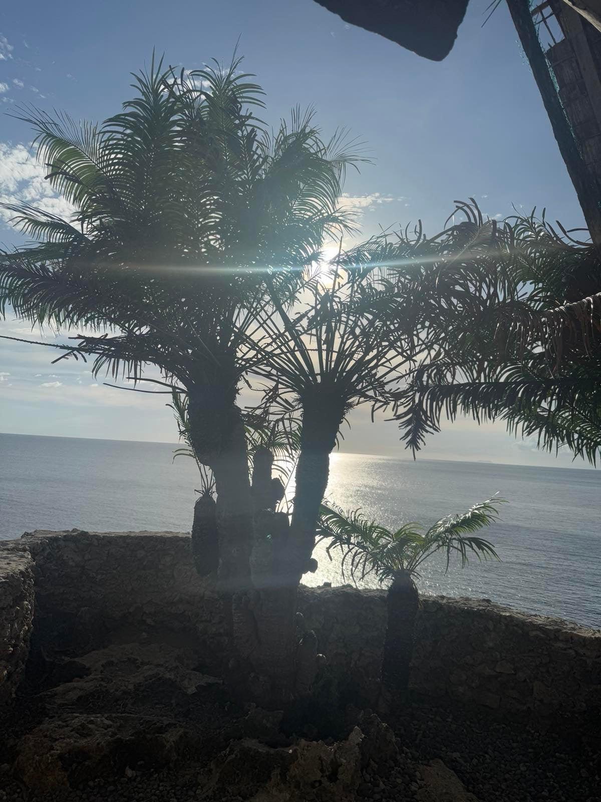 Pitogo Palm (Cycas riuminiana) - A Philippine Endemic Cycad