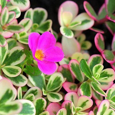 Tricolor Portulaca (Portulaca 'Hana Misteria') Succulent