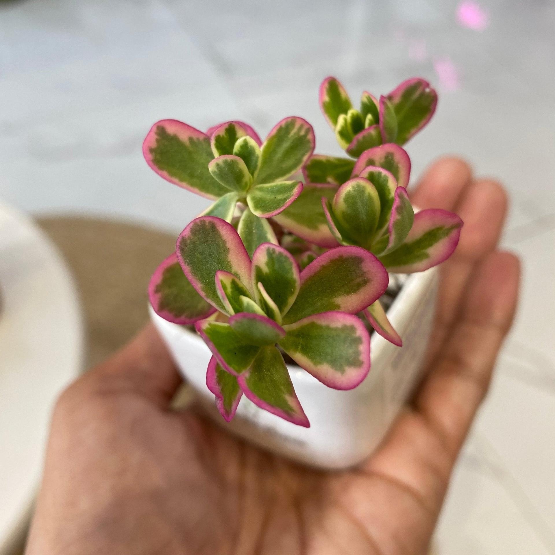 Tricolor Portulaca (Portulaca 'Hana Misteria') Succulent