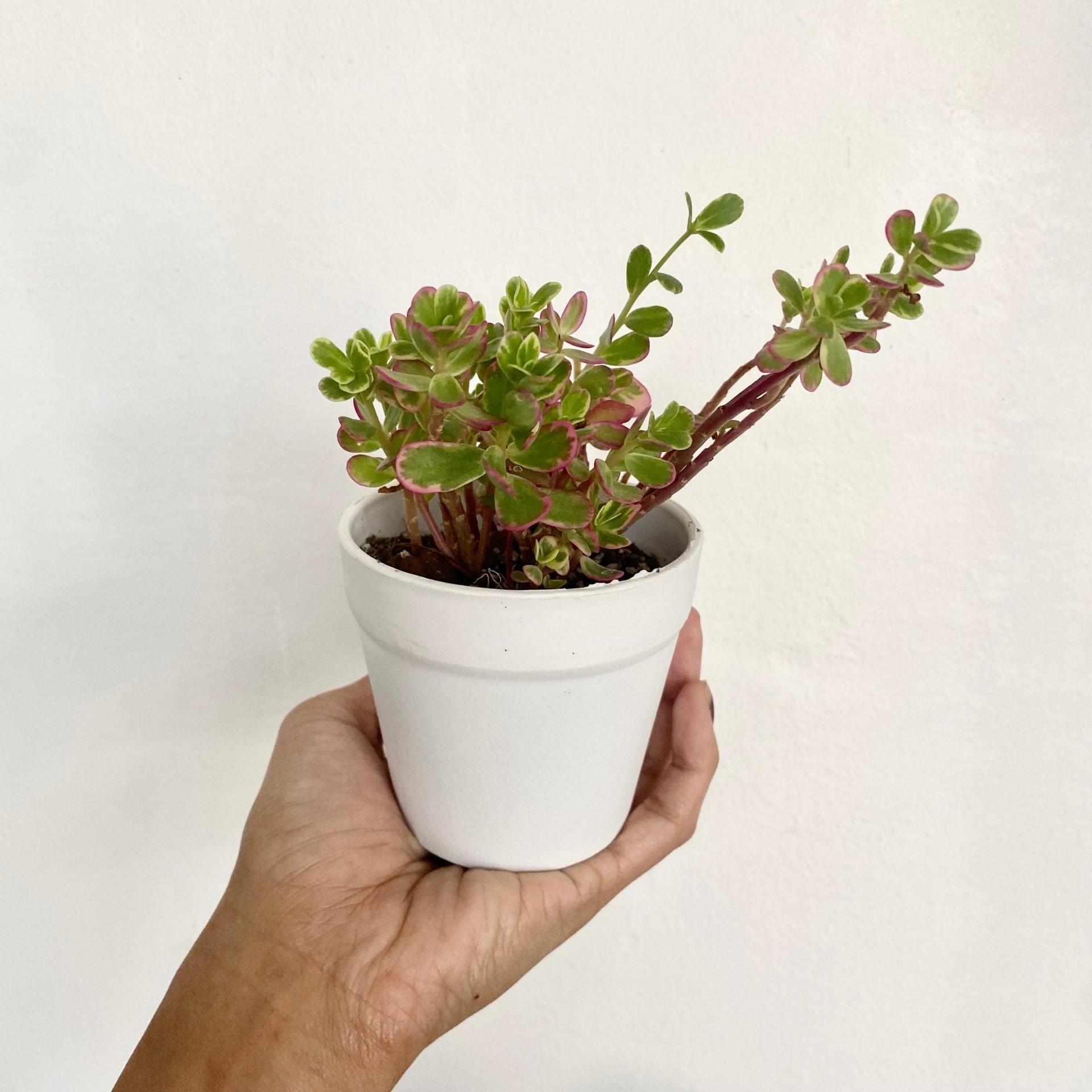 Tricolor Portulaca (Portulaca 'Hana Misteria') Succulent