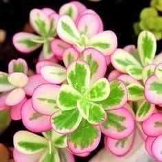 Tricolor Portulaca (Portulaca 'Hana Misteria') Succulent