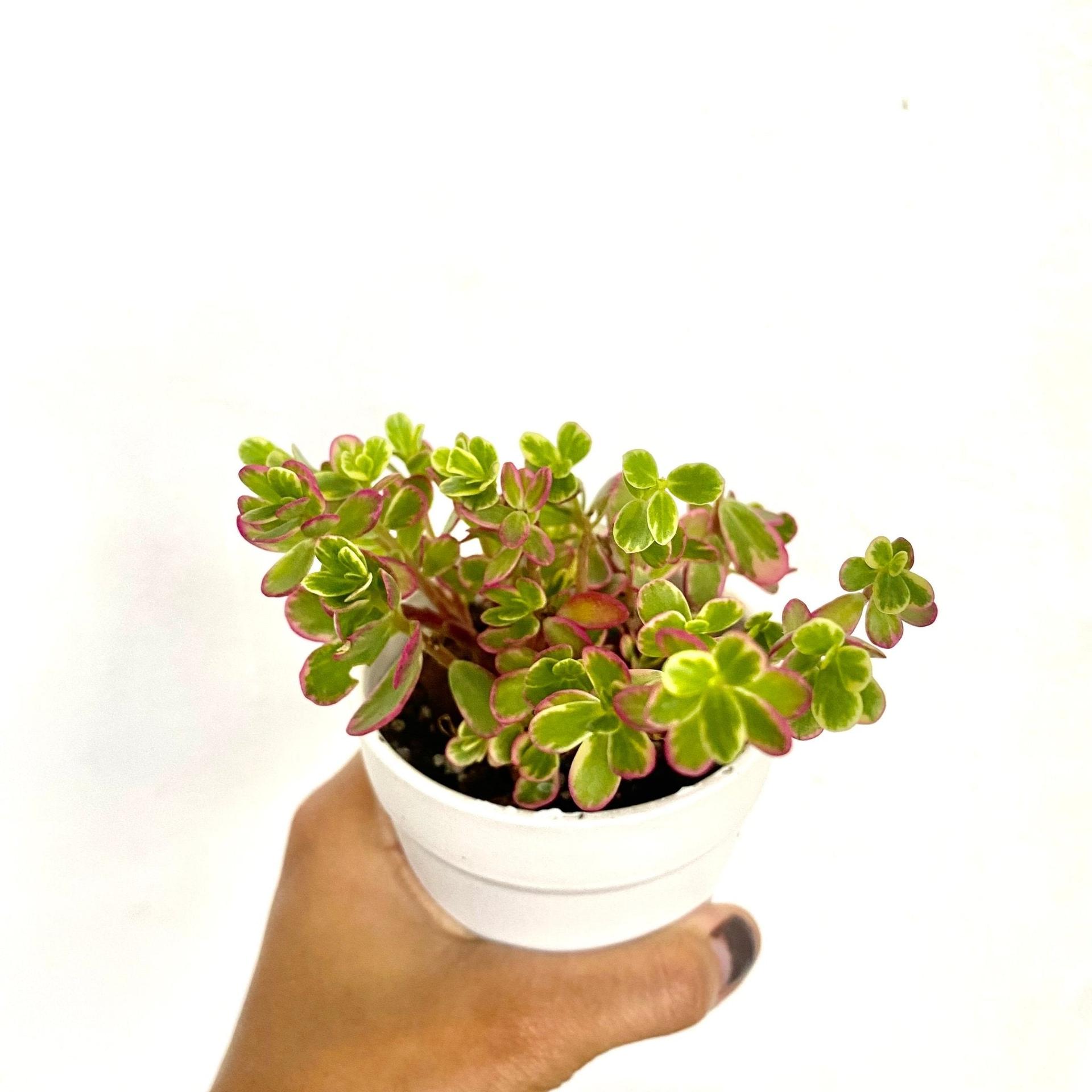 Tricolor Portulaca (Portulaca 'Hana Misteria') Succulent