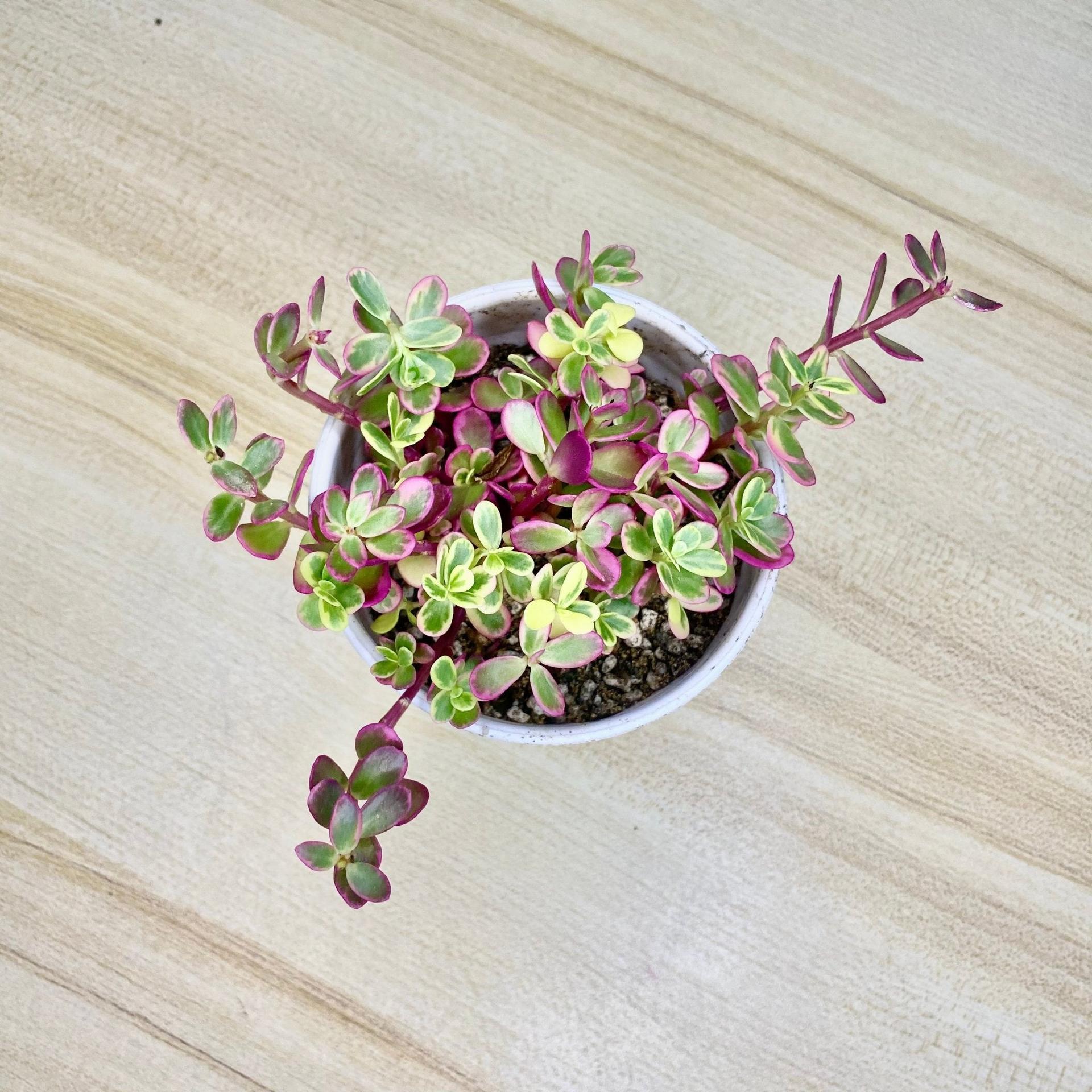 Tricolor Portulaca (Portulaca 'Hana Misteria') Succulent