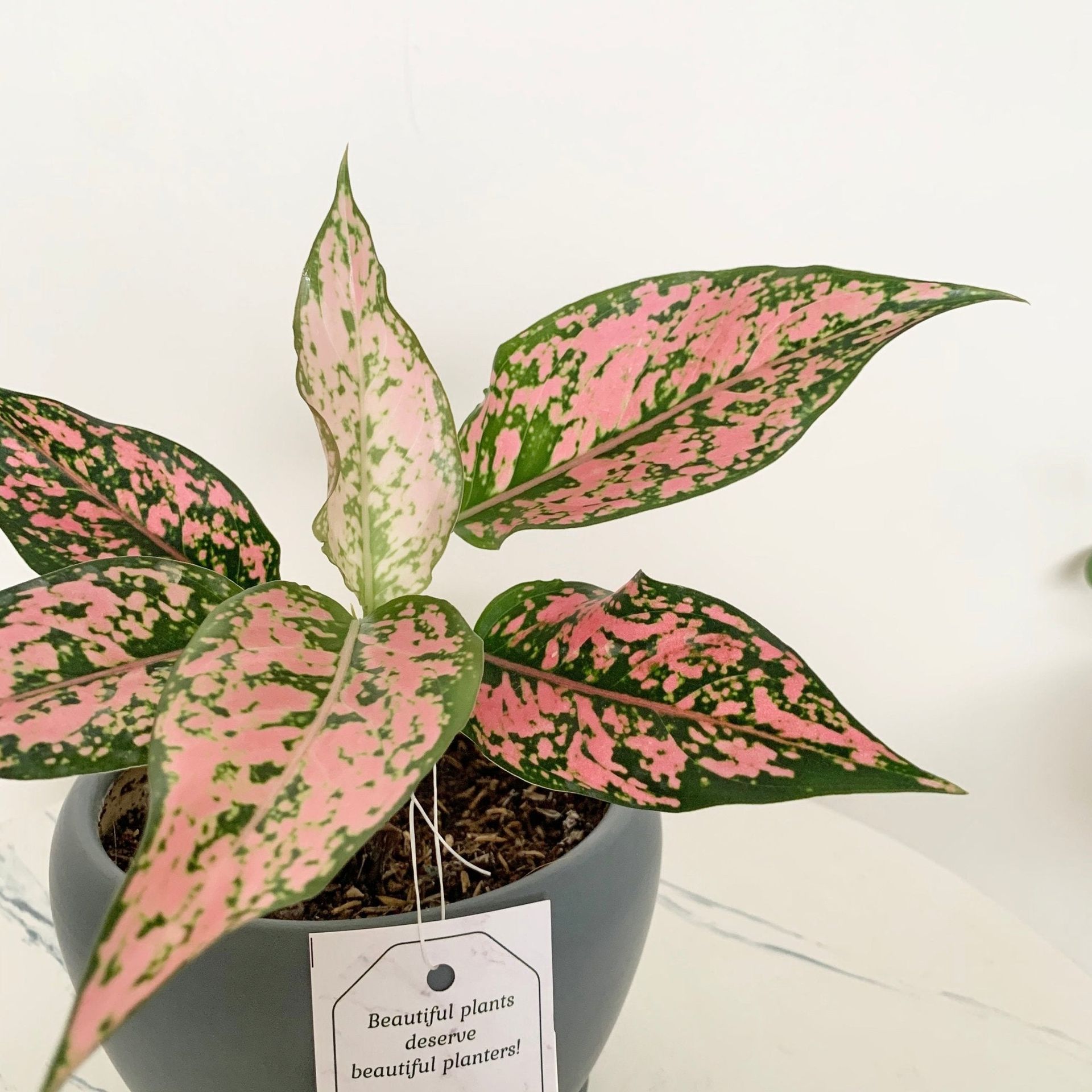 Aglaonema Kamkoon Orange