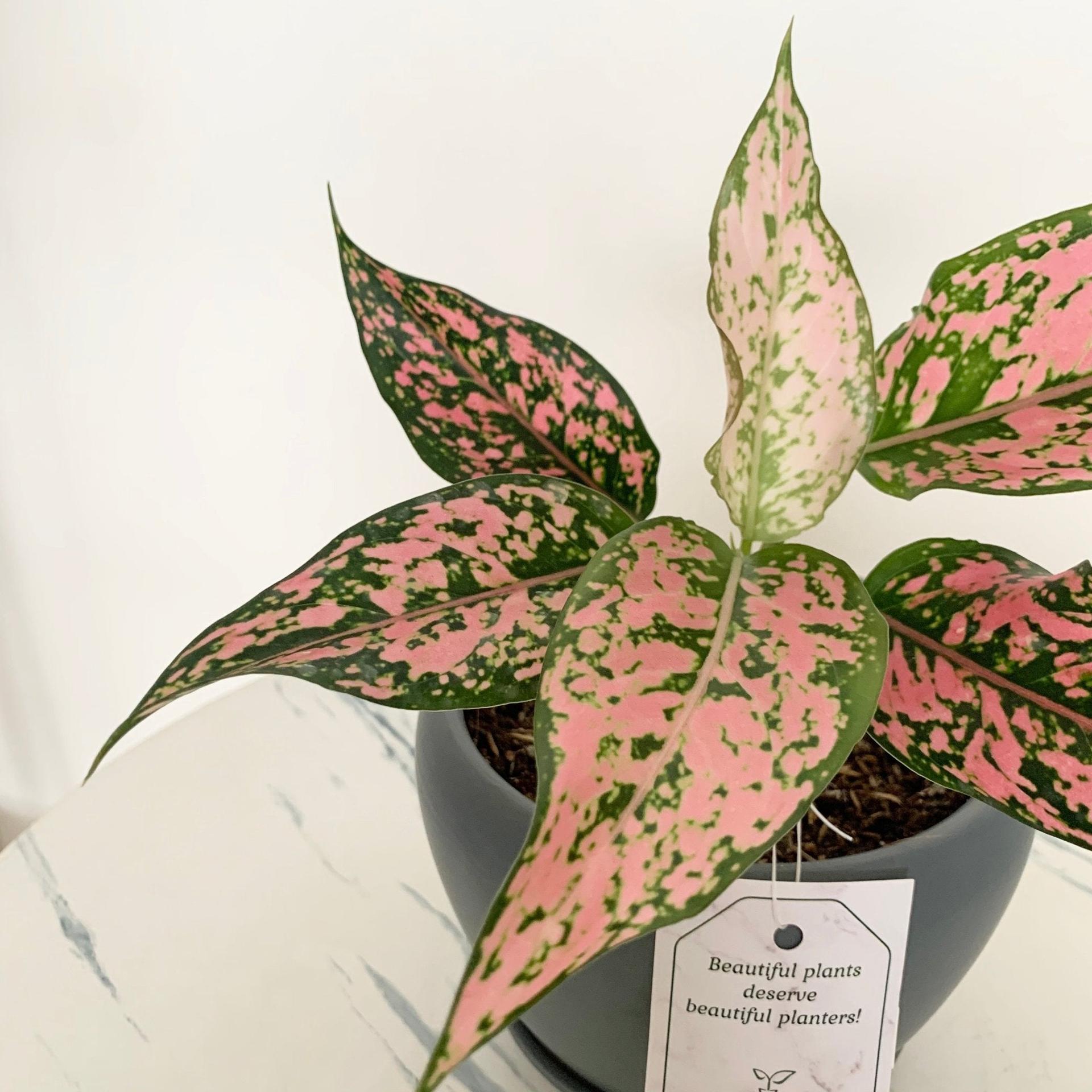 Aglaonema Kamkoon Orange