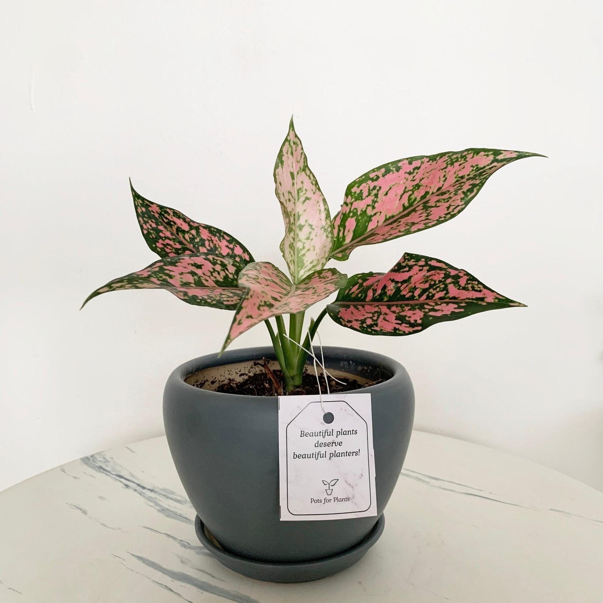 Aglaonema Kamkoon Orange