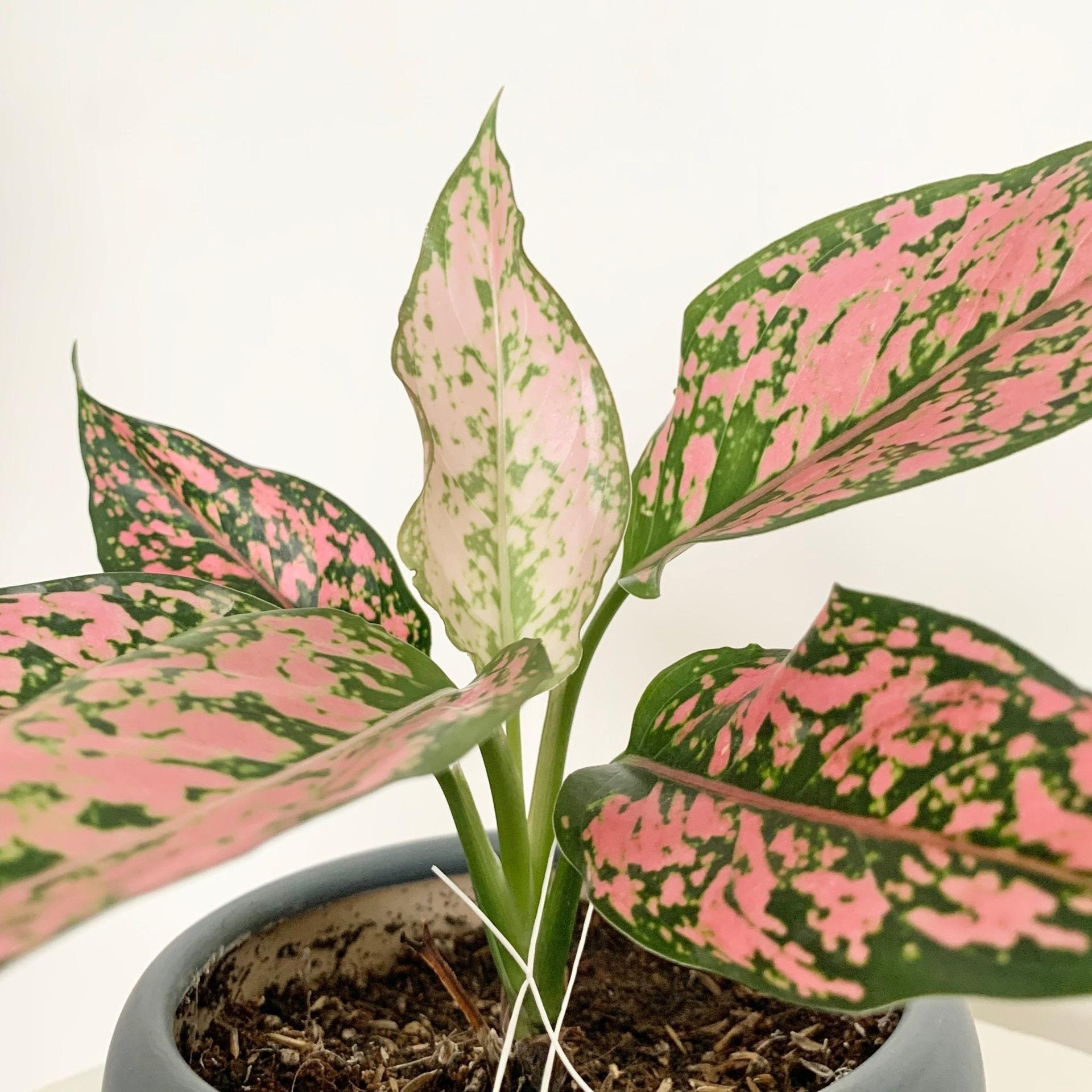 Aglaonema Kamkoon Orange