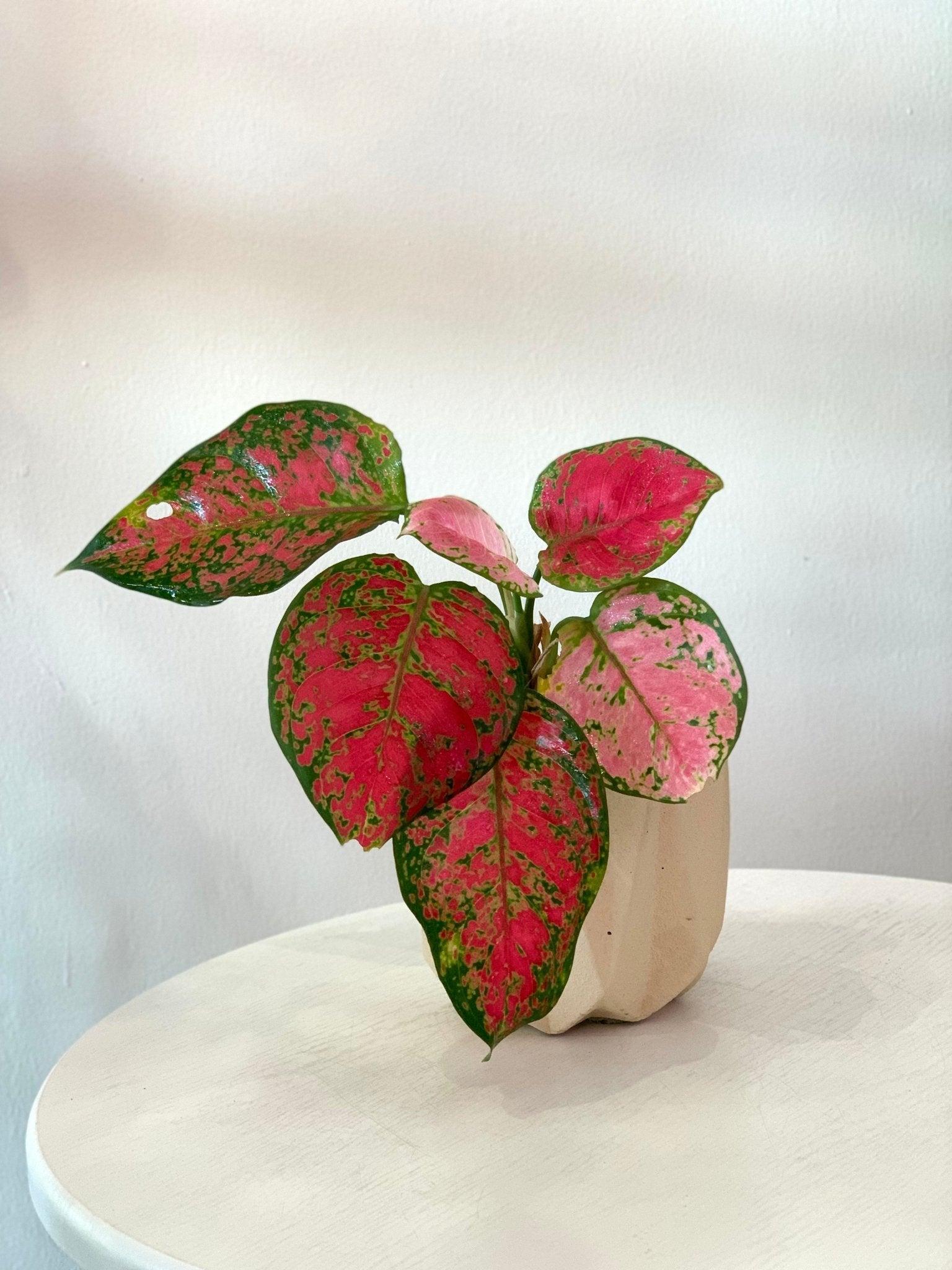 Aglaonema Kamkoon Orange