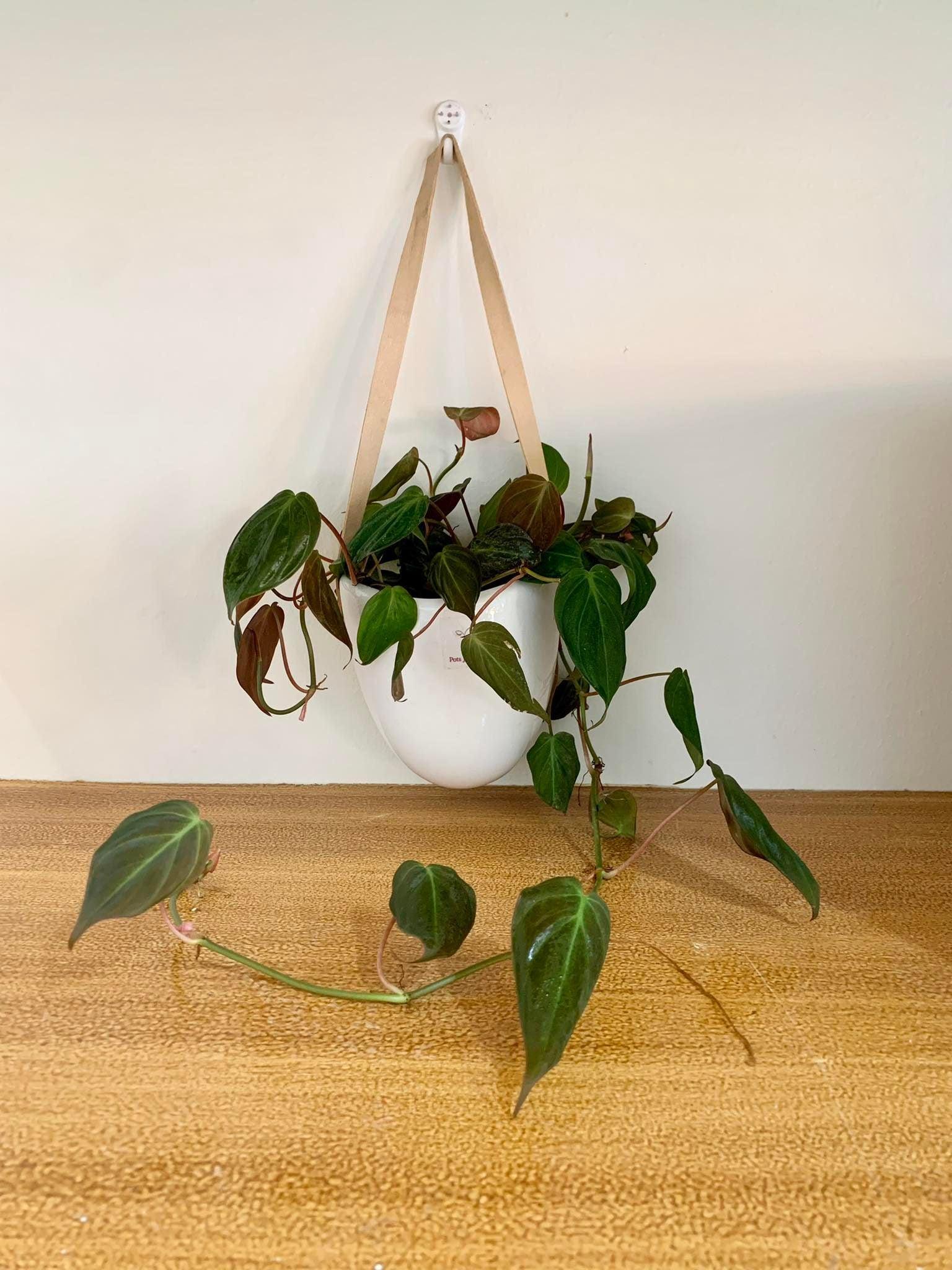 Philodendron Micans
