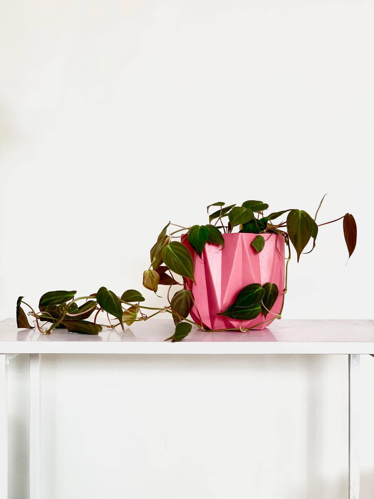 Philodendron Micans