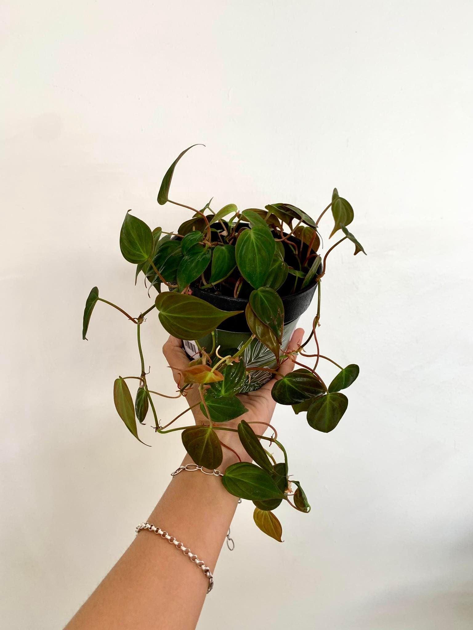 Philodendron Micans