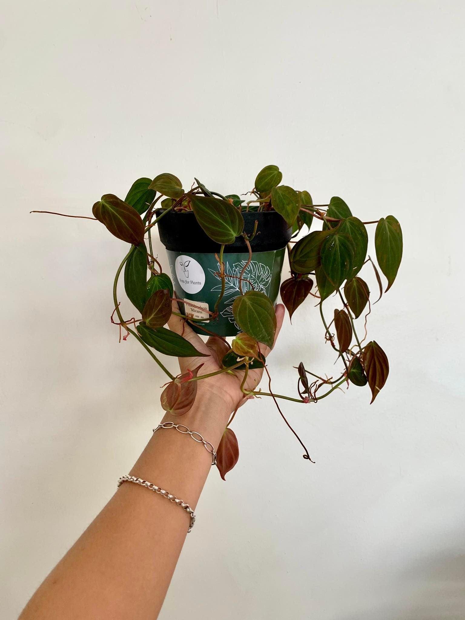 Philodendron Micans