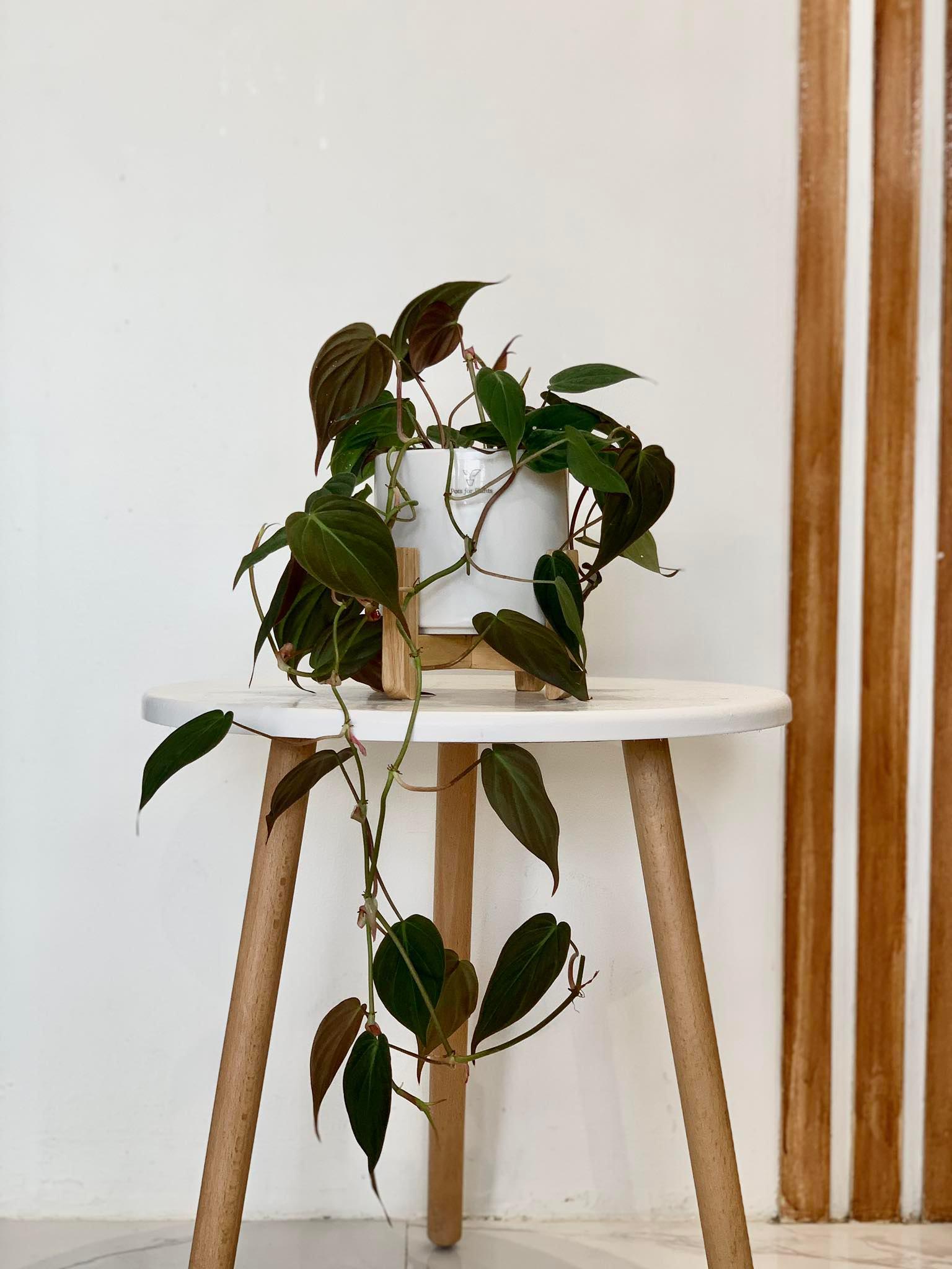 Philodendron Micans