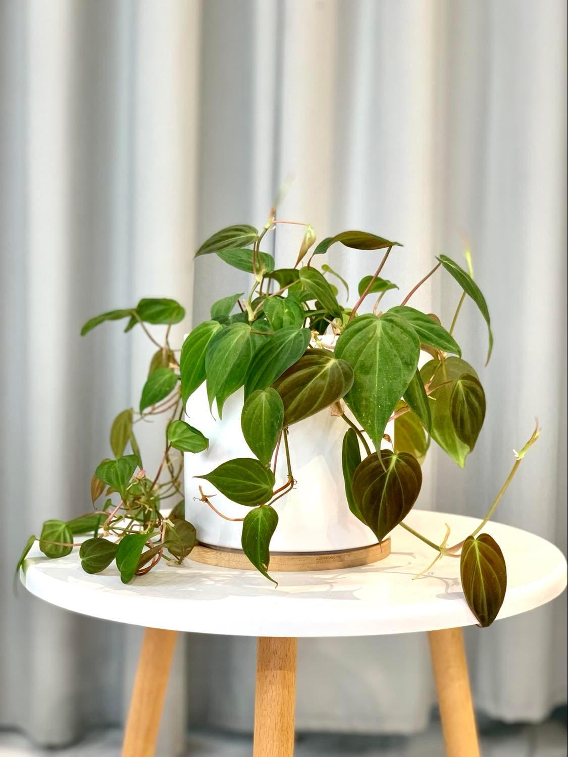 Philodendron Micans