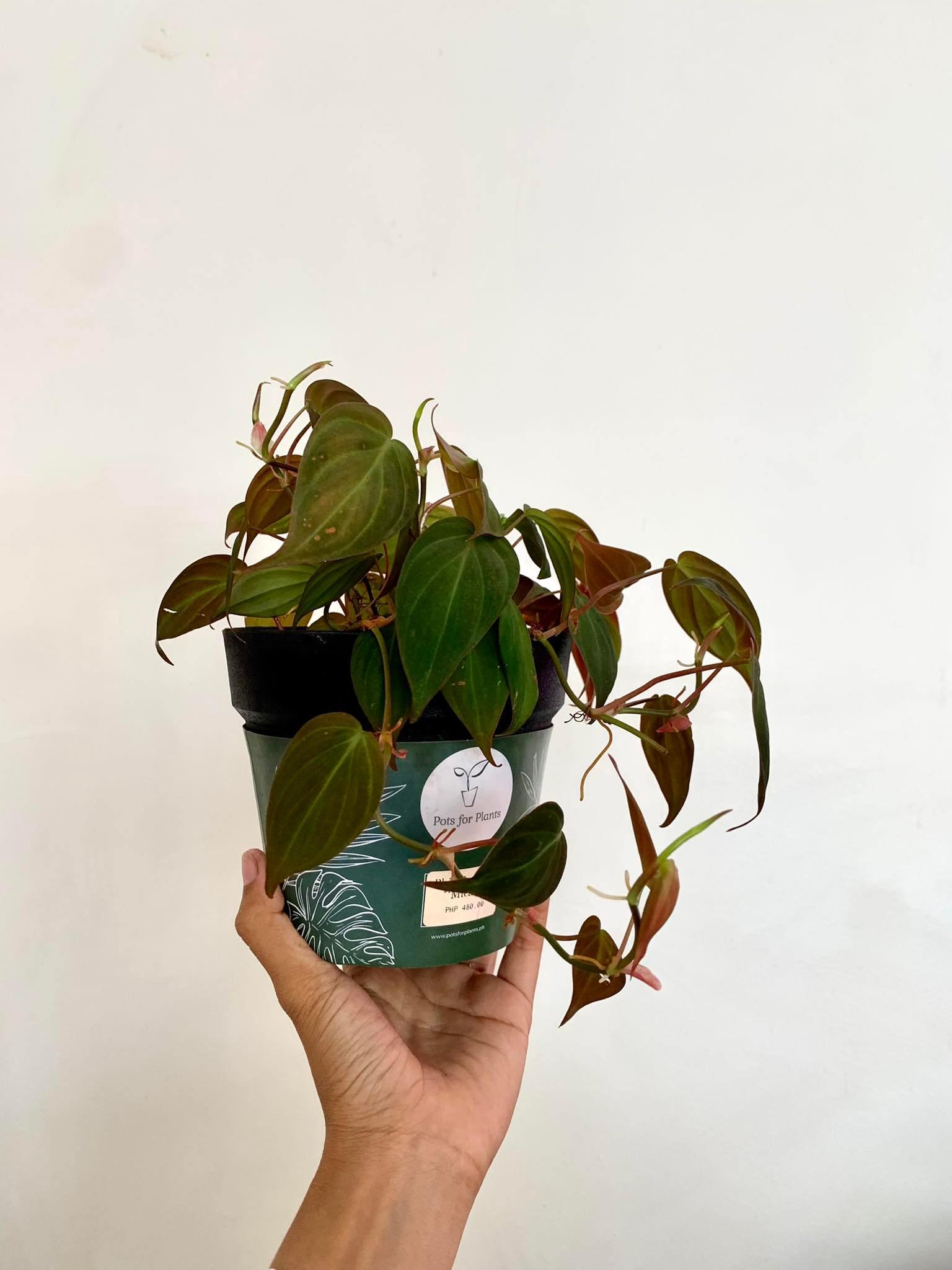 Philodendron Micans