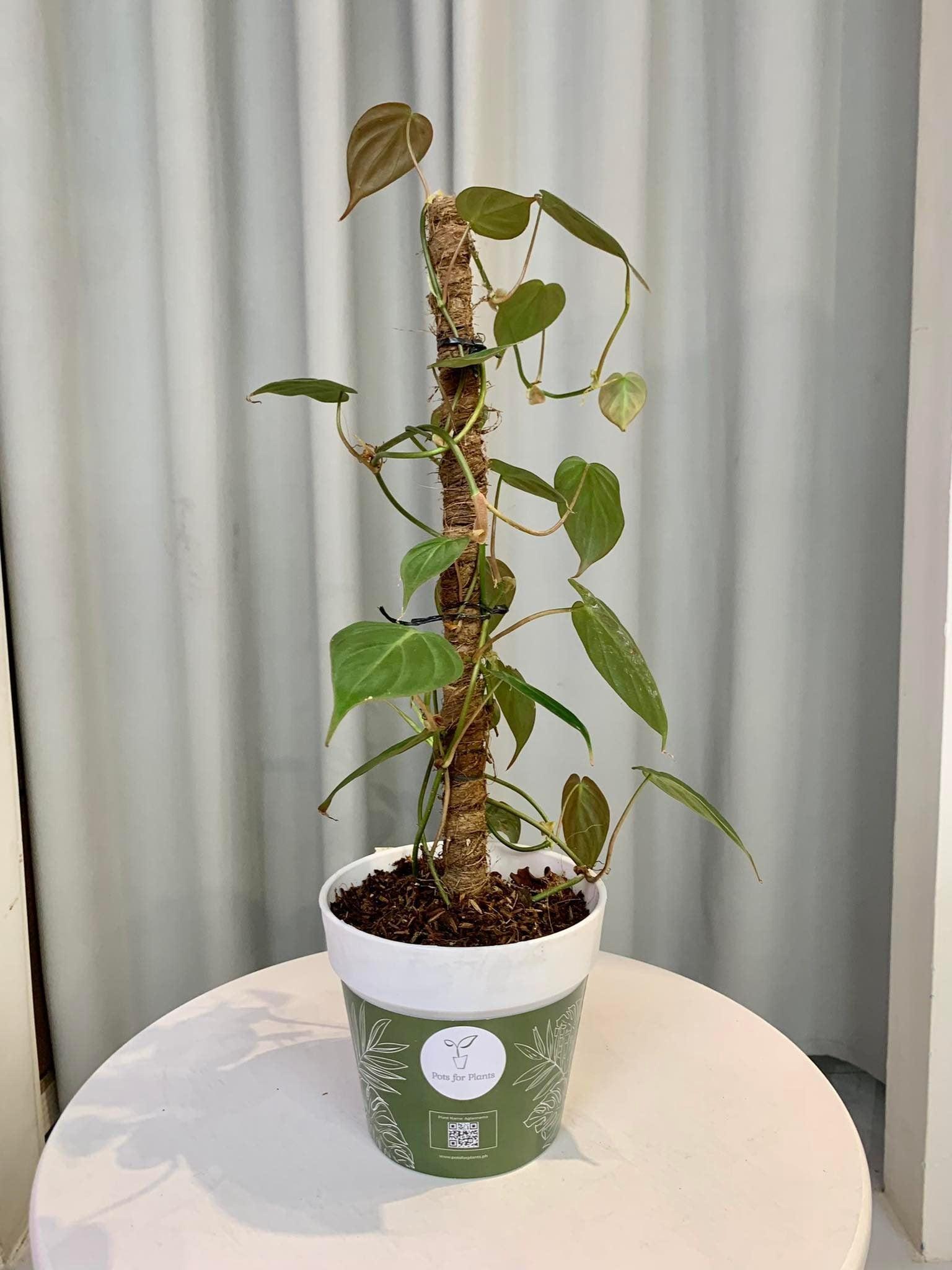 Philodendron Micans