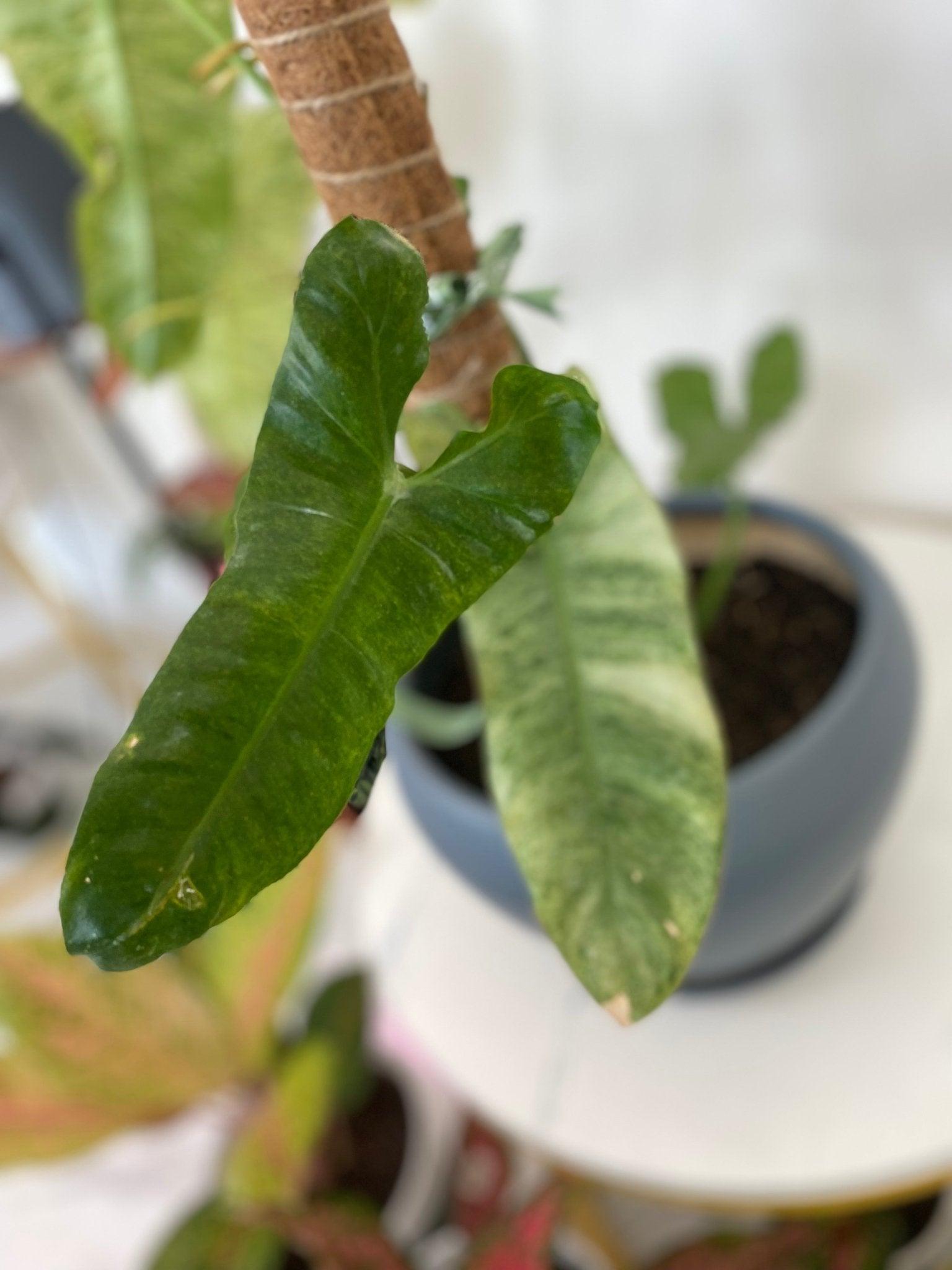 Philodendron Paraiso Verde