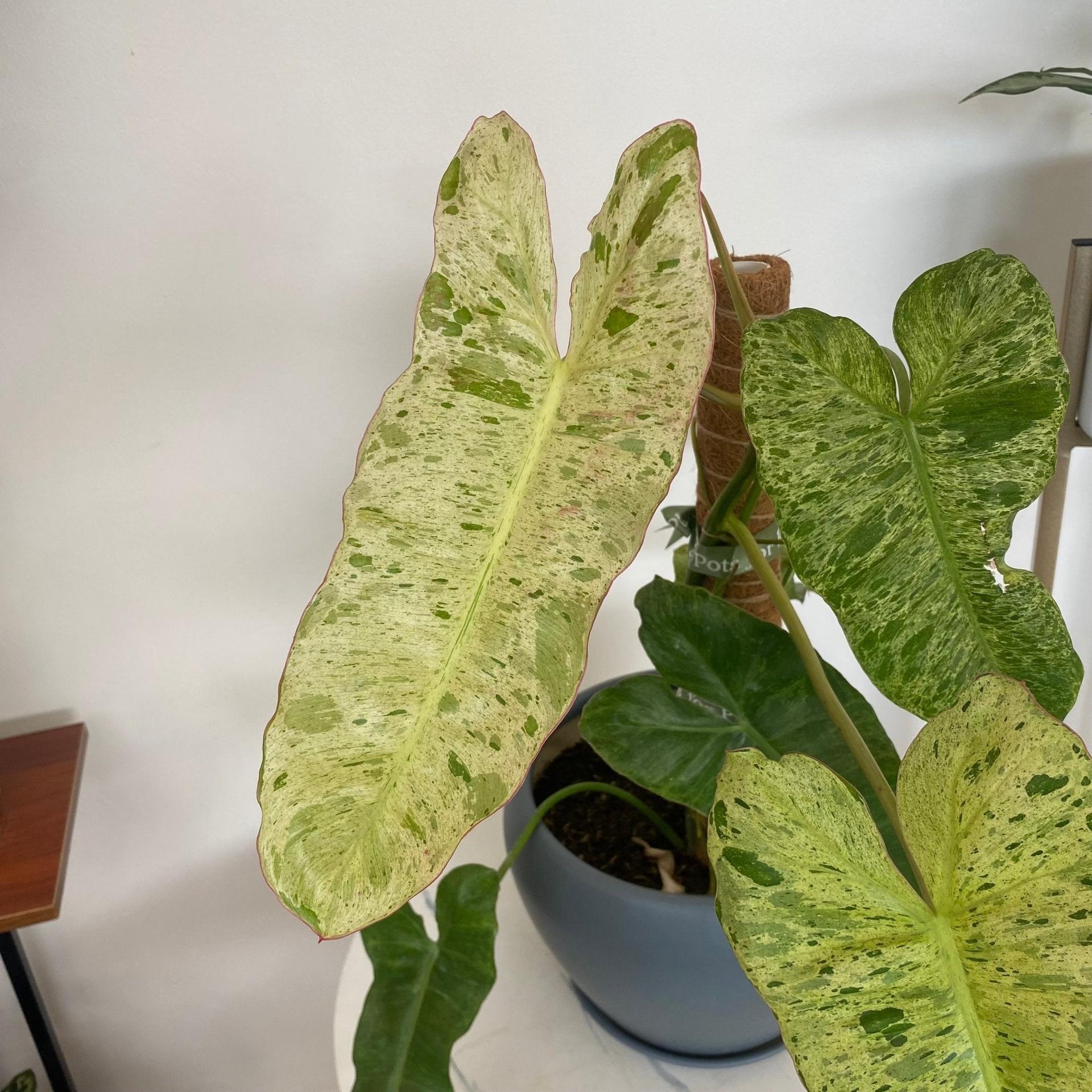 Philodendron Paraiso Verde