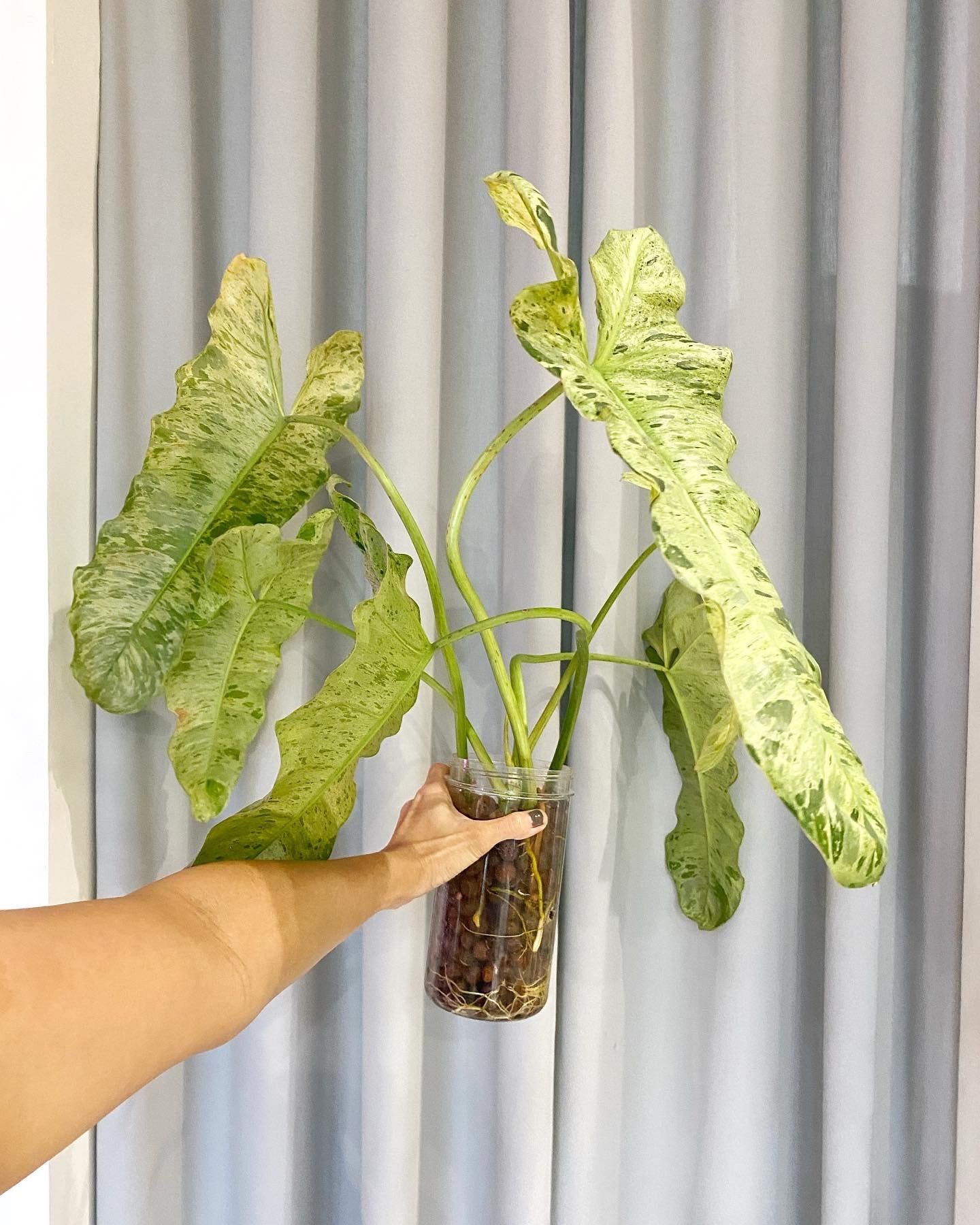 Philodendron Paraiso Verde