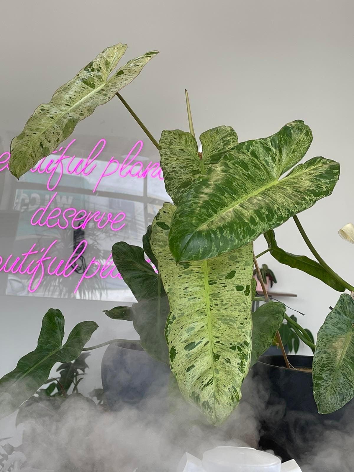 Philodendron Paraiso Verde