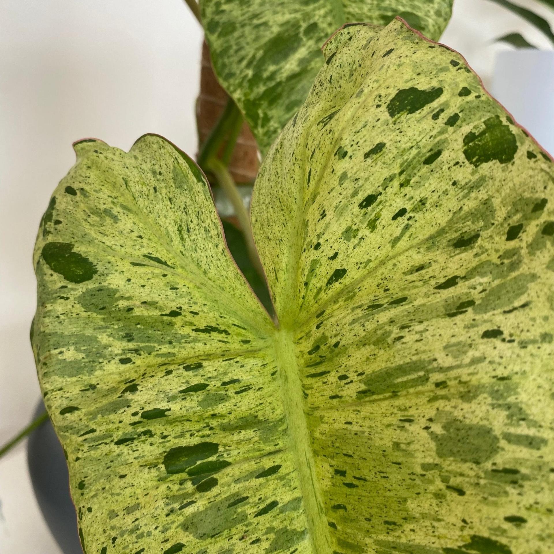 Philodendron Paraiso Verde
