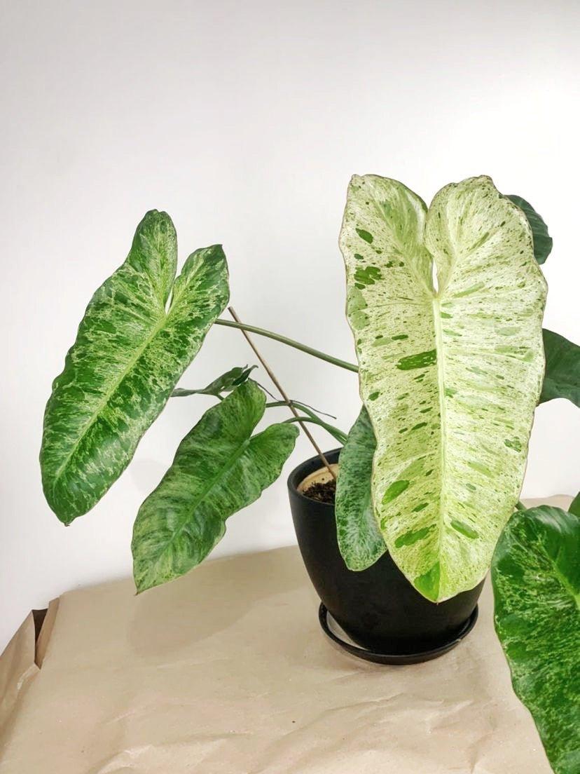 Philodendron Paraiso Verde