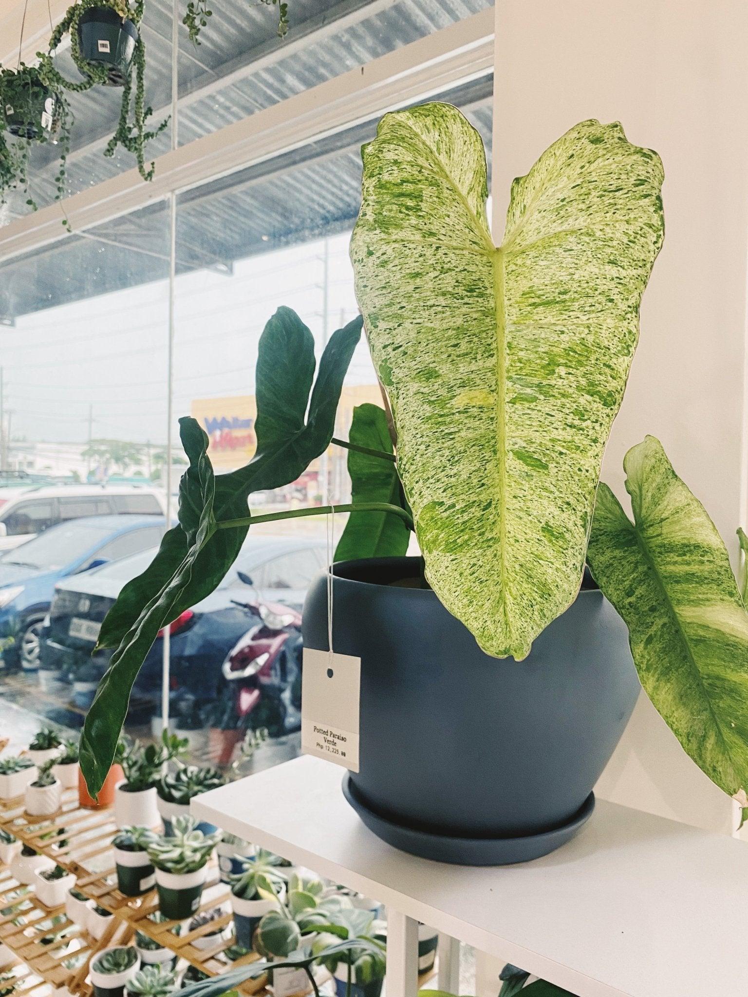 Philodendron Paraiso Verde