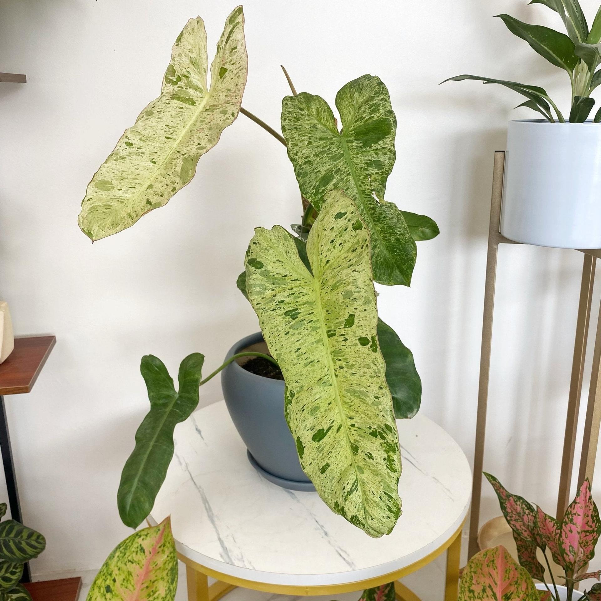 Philodendron Paraiso Verde