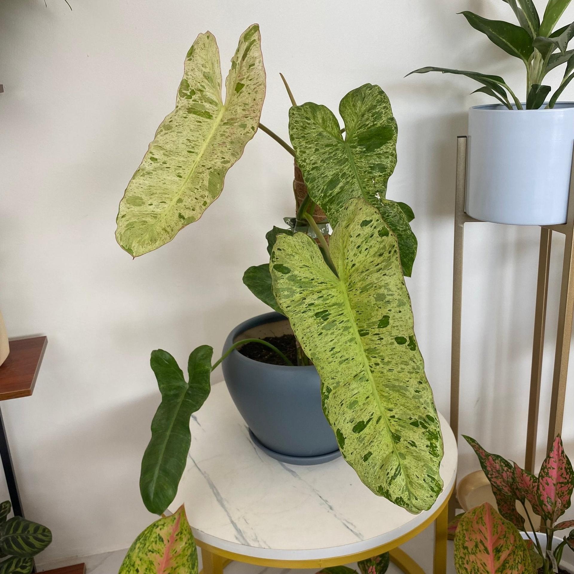 Philodendron Paraiso Verde