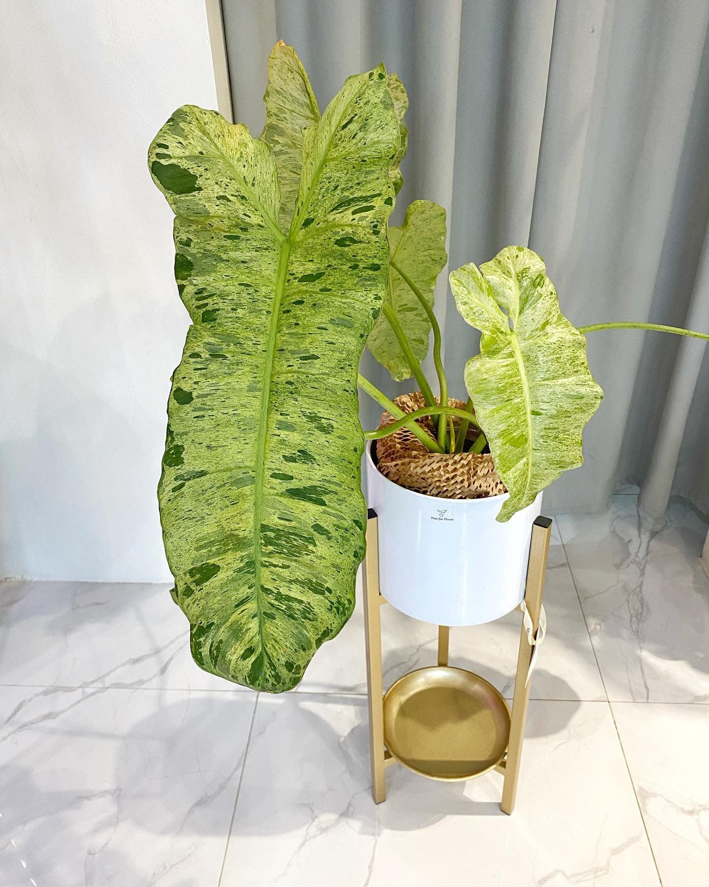 Philodendron Paraiso Verde