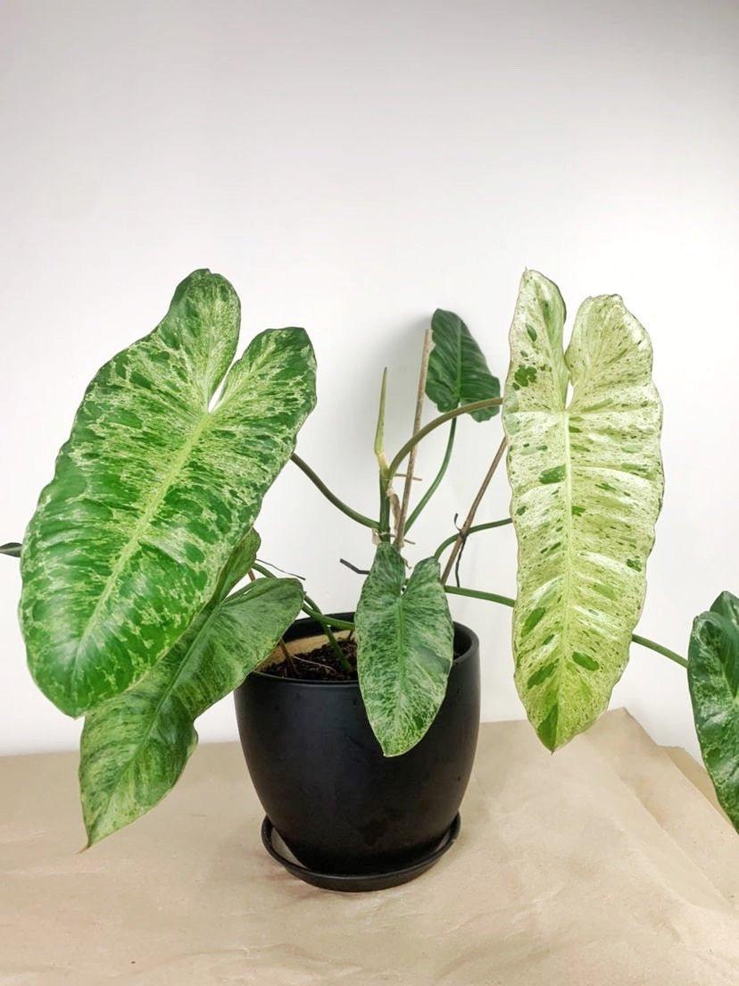 Philodendron Paraiso Verde