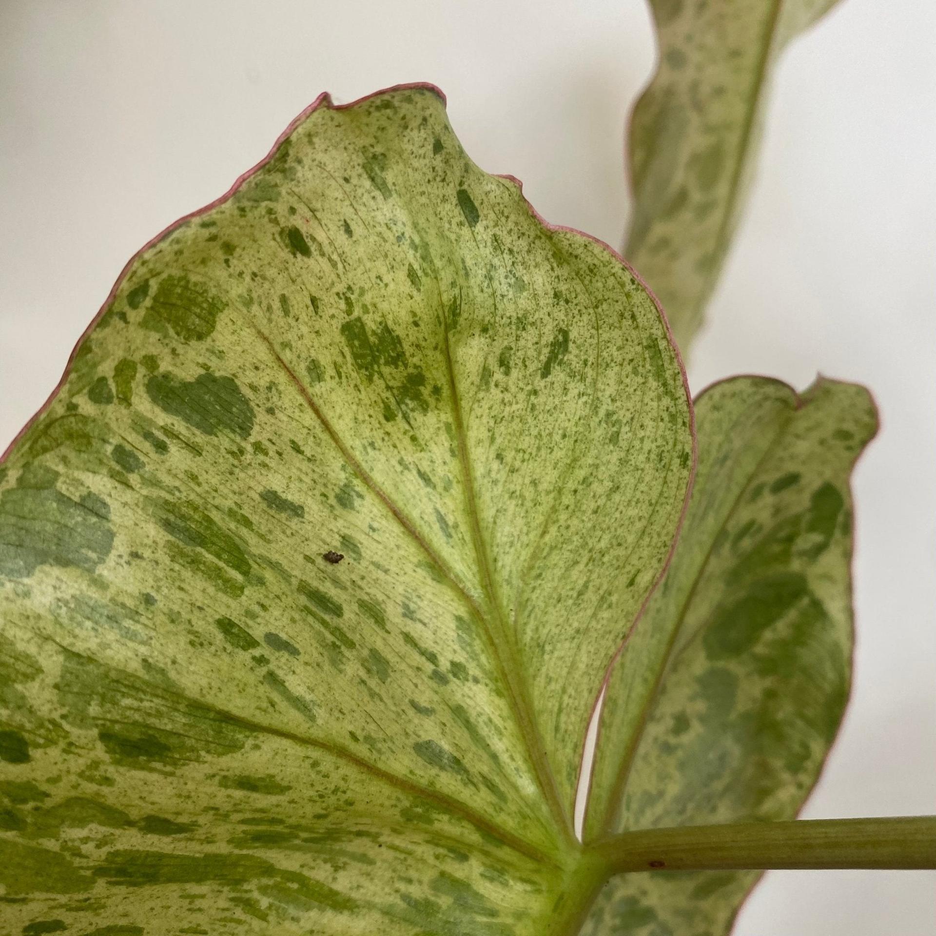 Philodendron Paraiso Verde
