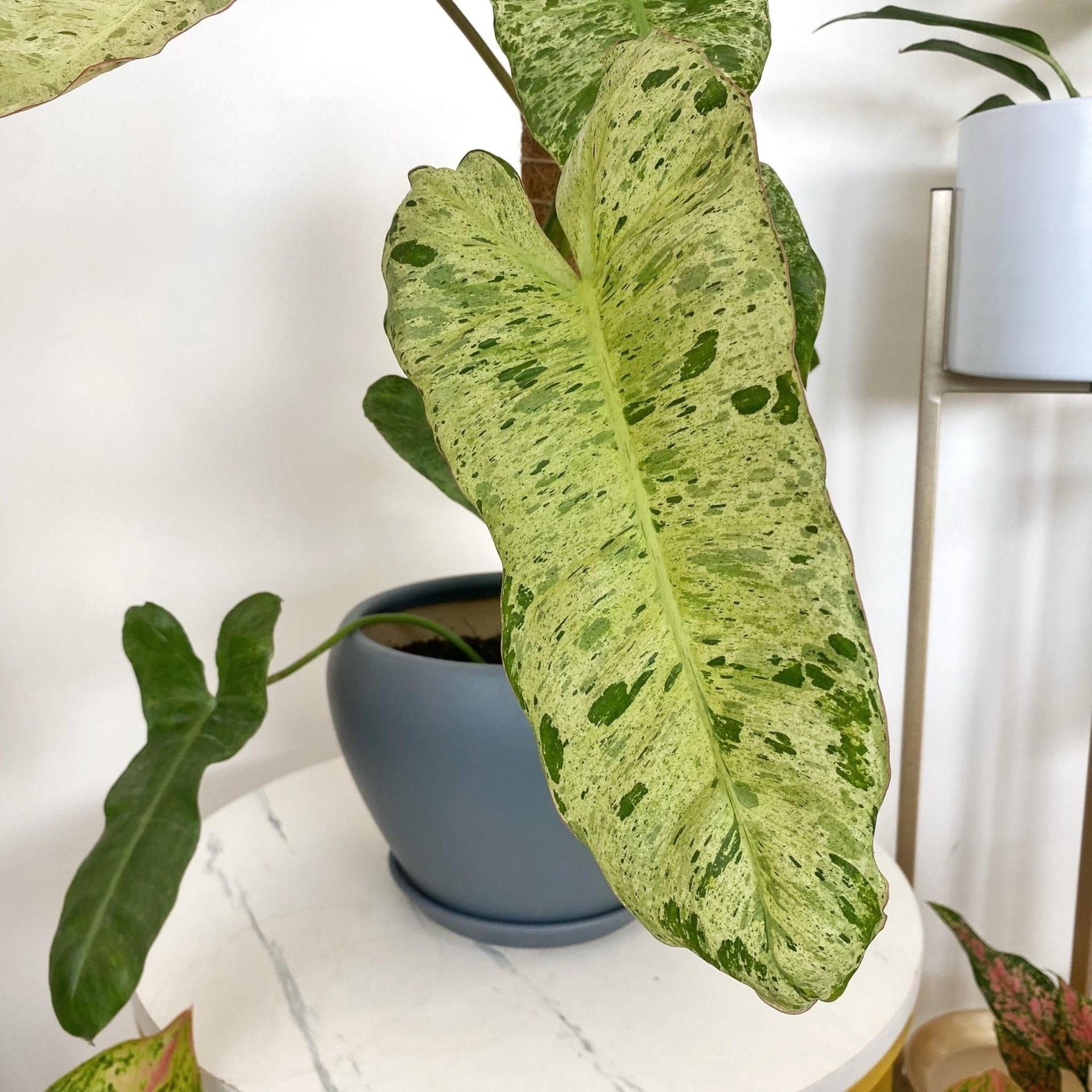Philodendron Paraiso Verde