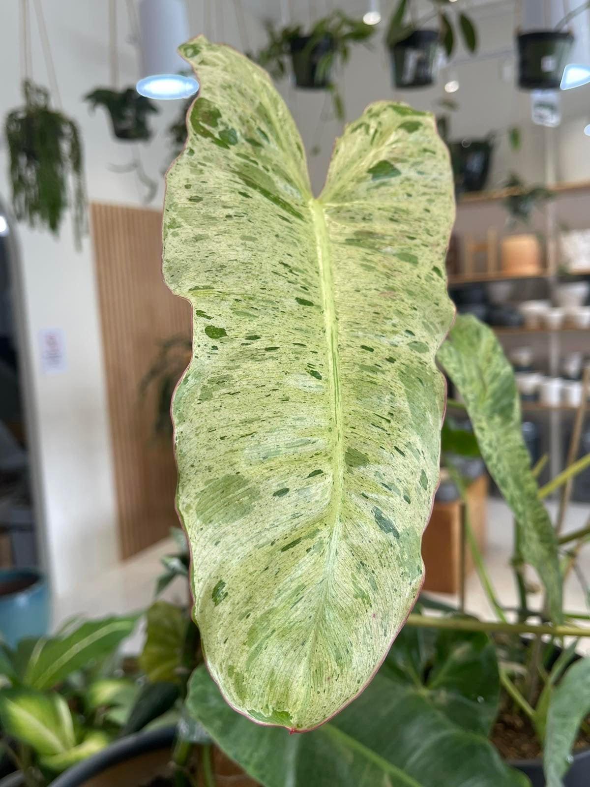 Philodendron Paraiso Verde