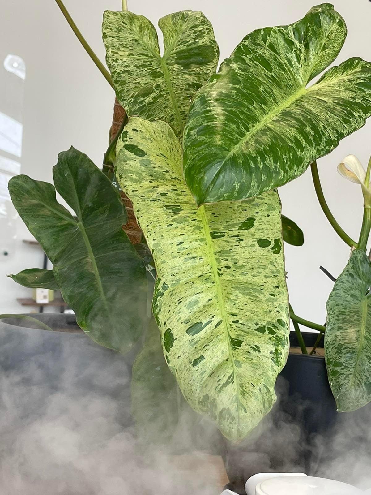 Philodendron Paraiso Verde