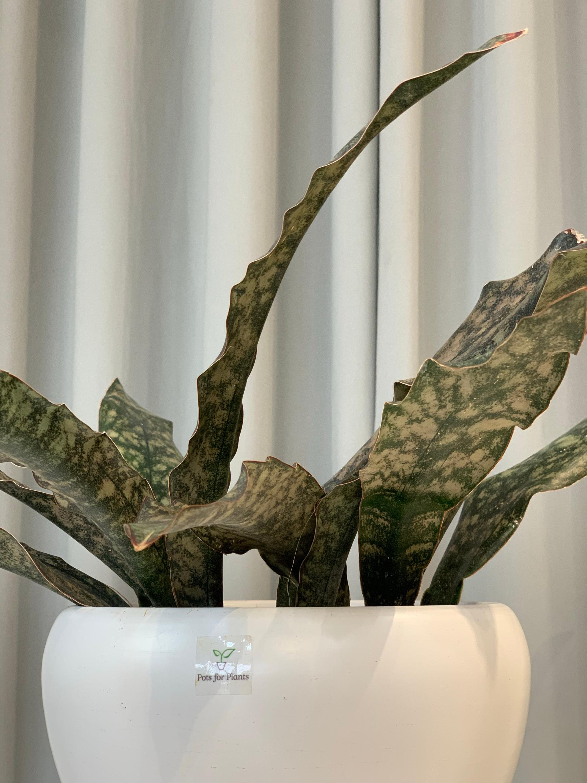 Potted Sansevieria Copperstone