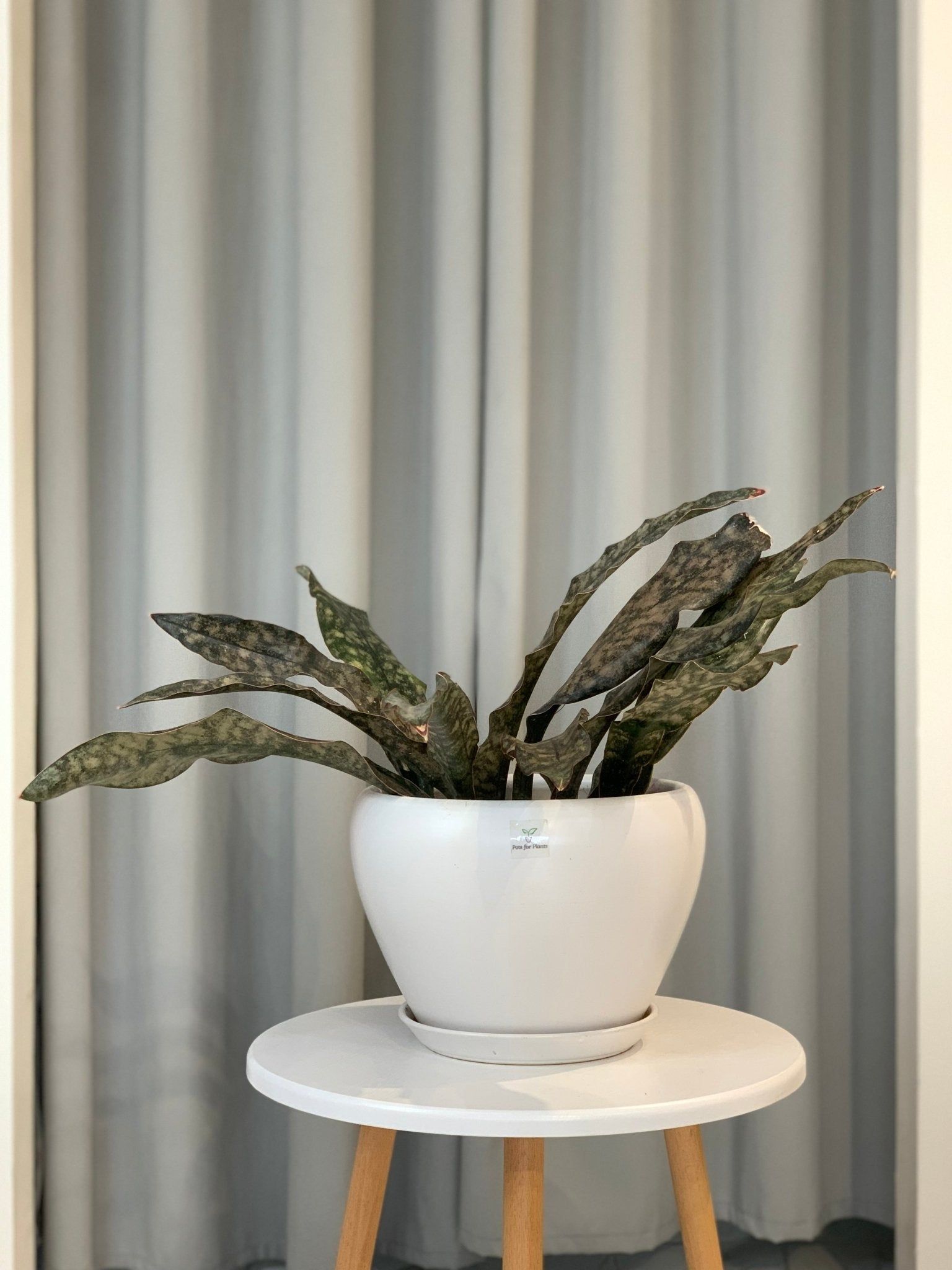 Potted Sansevieria Copperstone