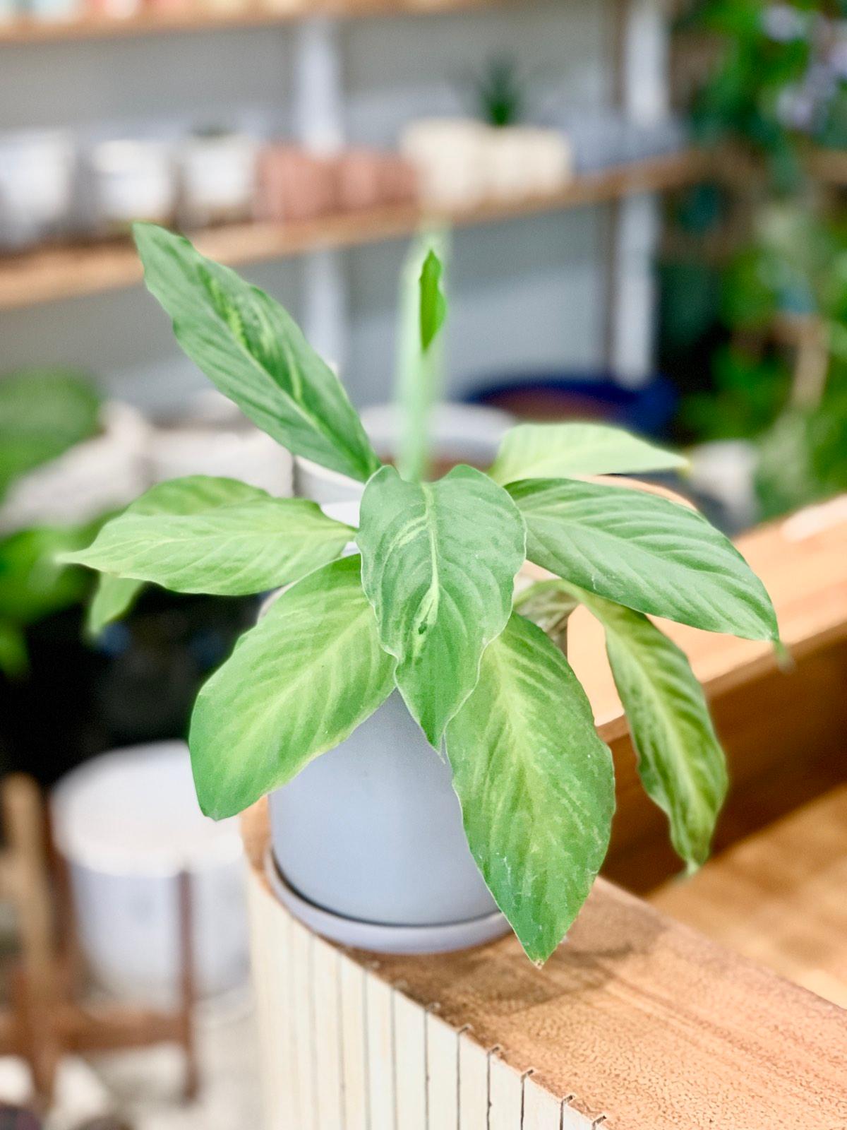 Potted Sensation plant