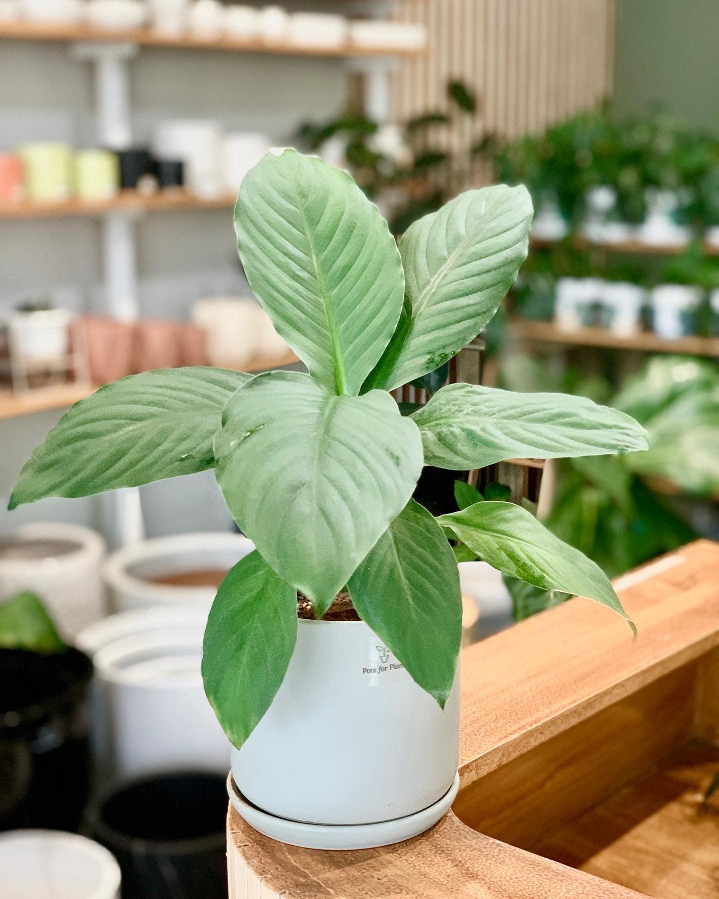 Potted Sensation plant
