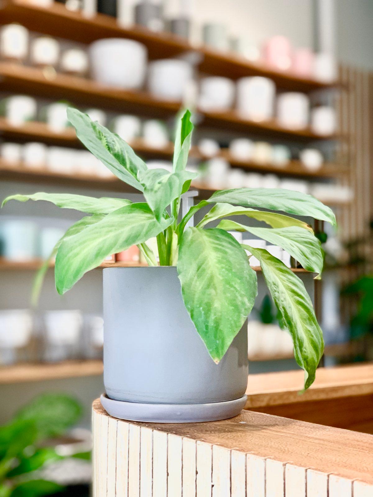 Potted Sensation plant