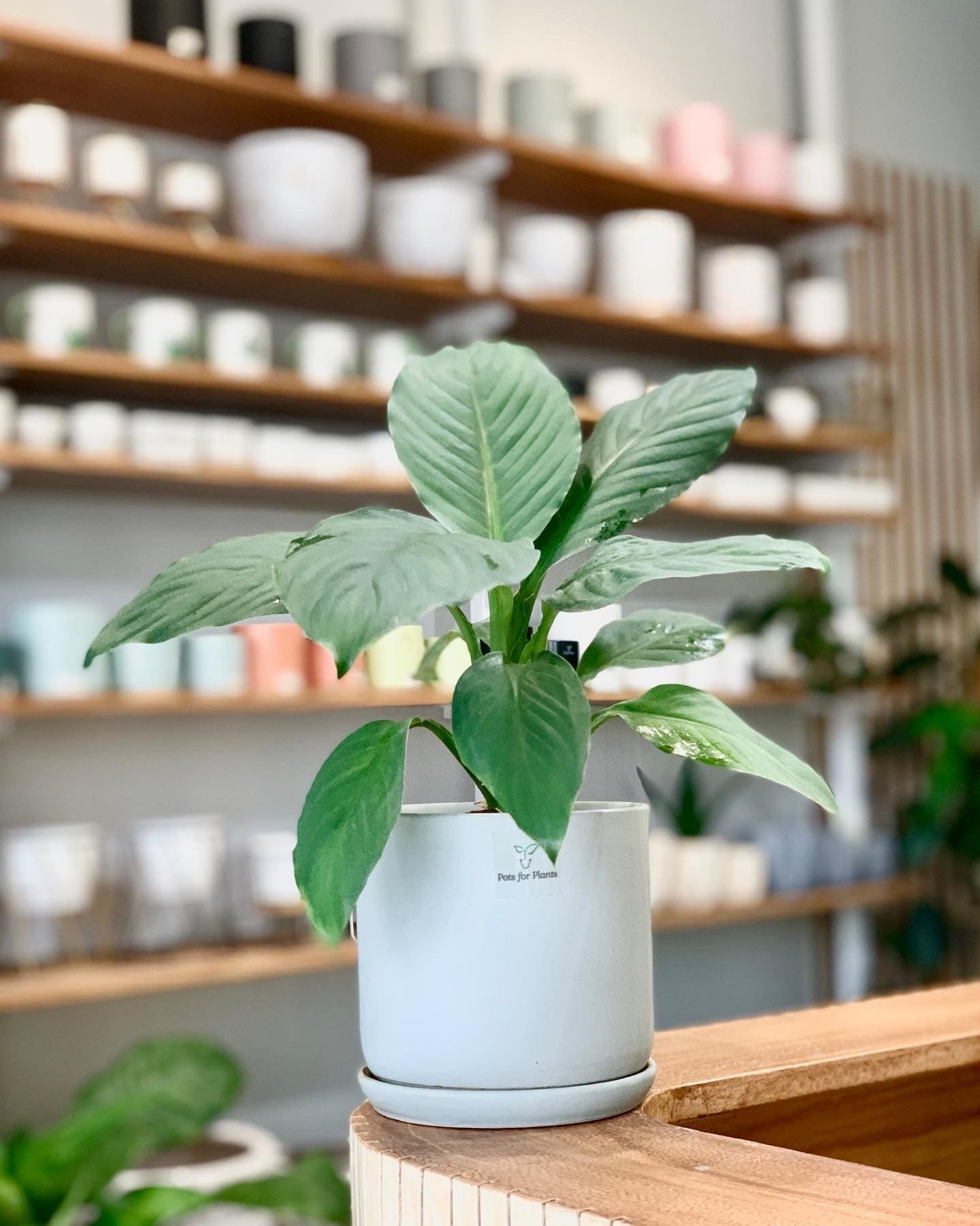 Potted Sensation plant