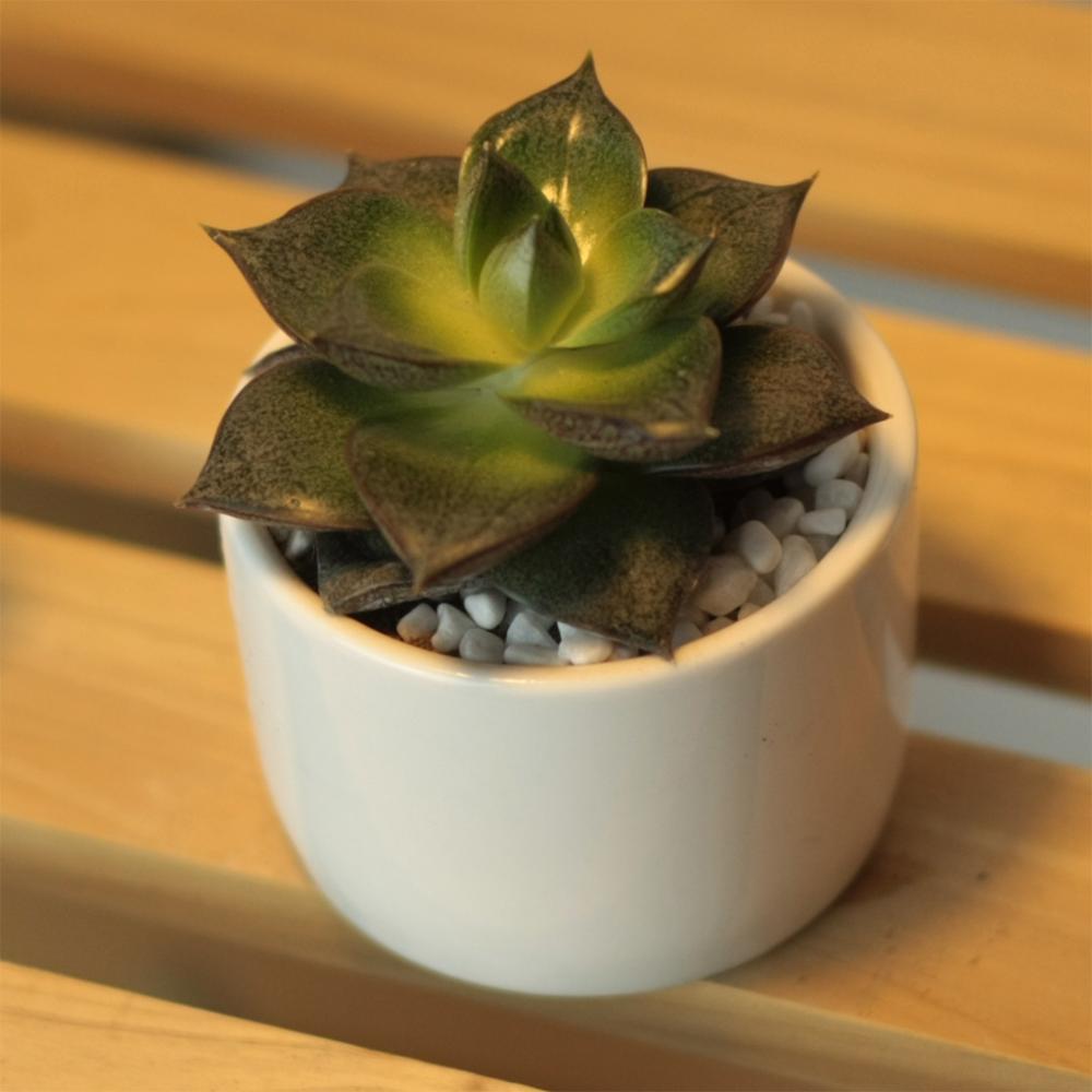 PP13 Token Size Cylinder Succulent Pot